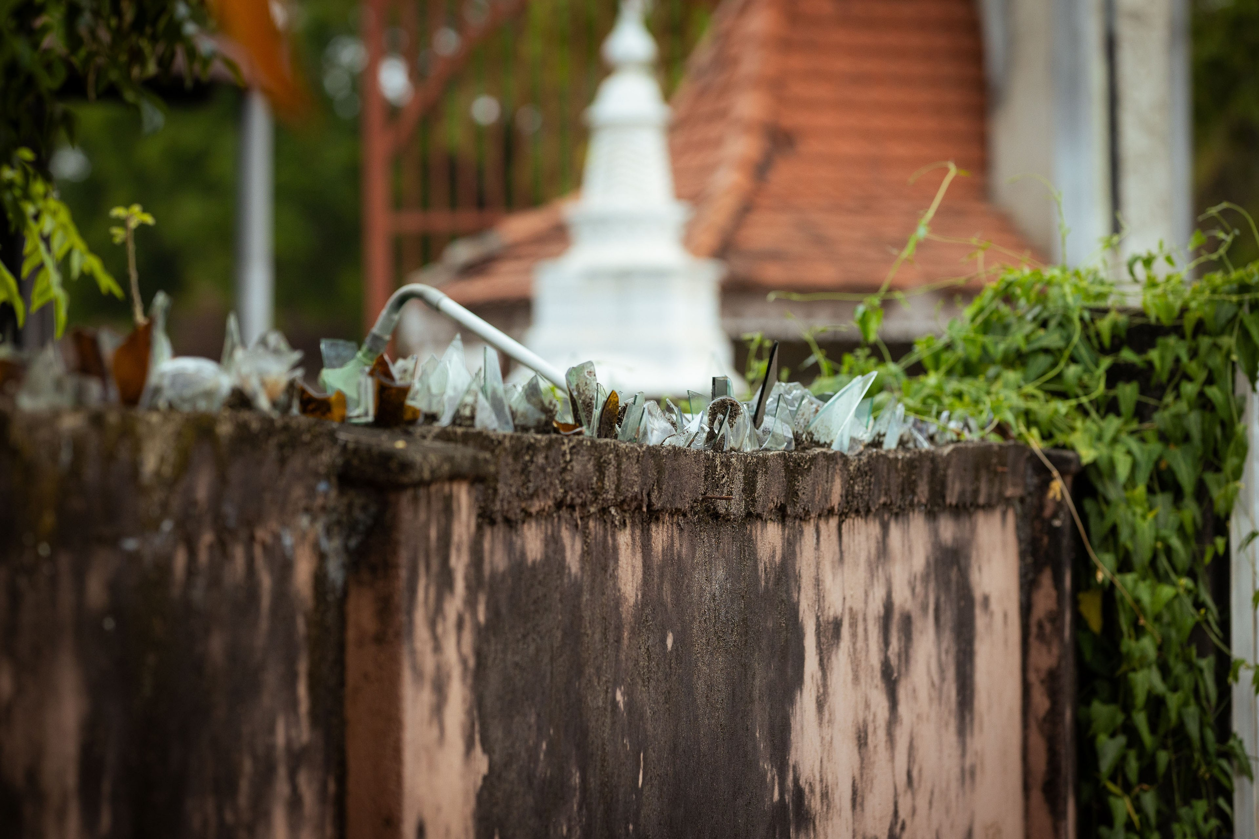 Шри-Ланка (весна 2024). Фотограф Виноградов Константин