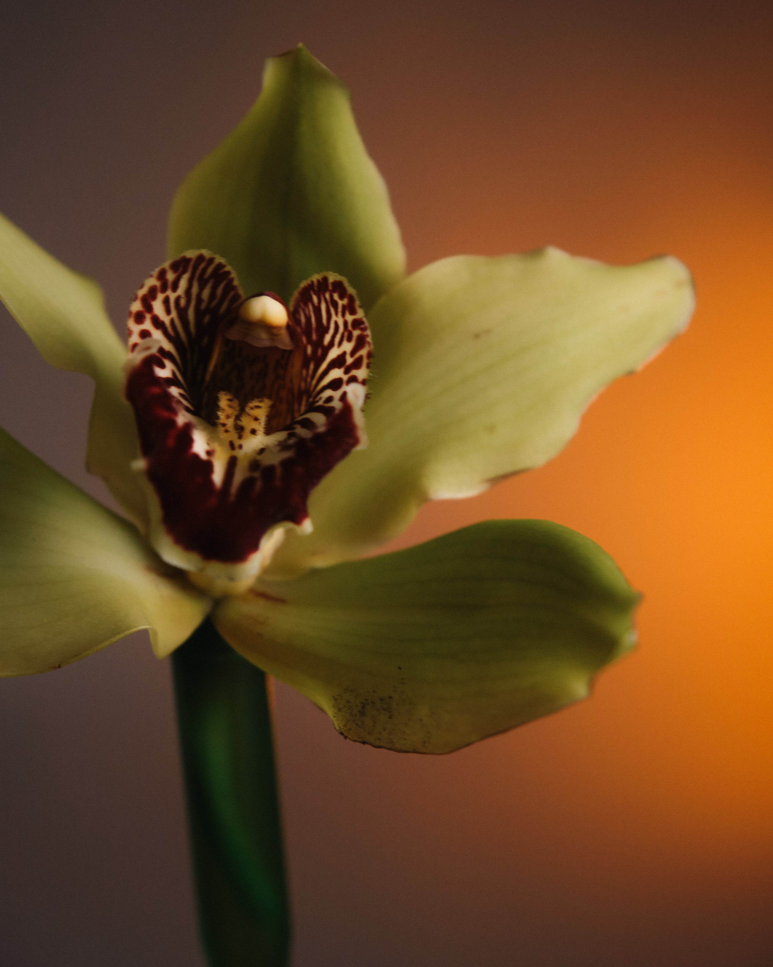 PLACE Anna. Алина Сушенцева фотограф