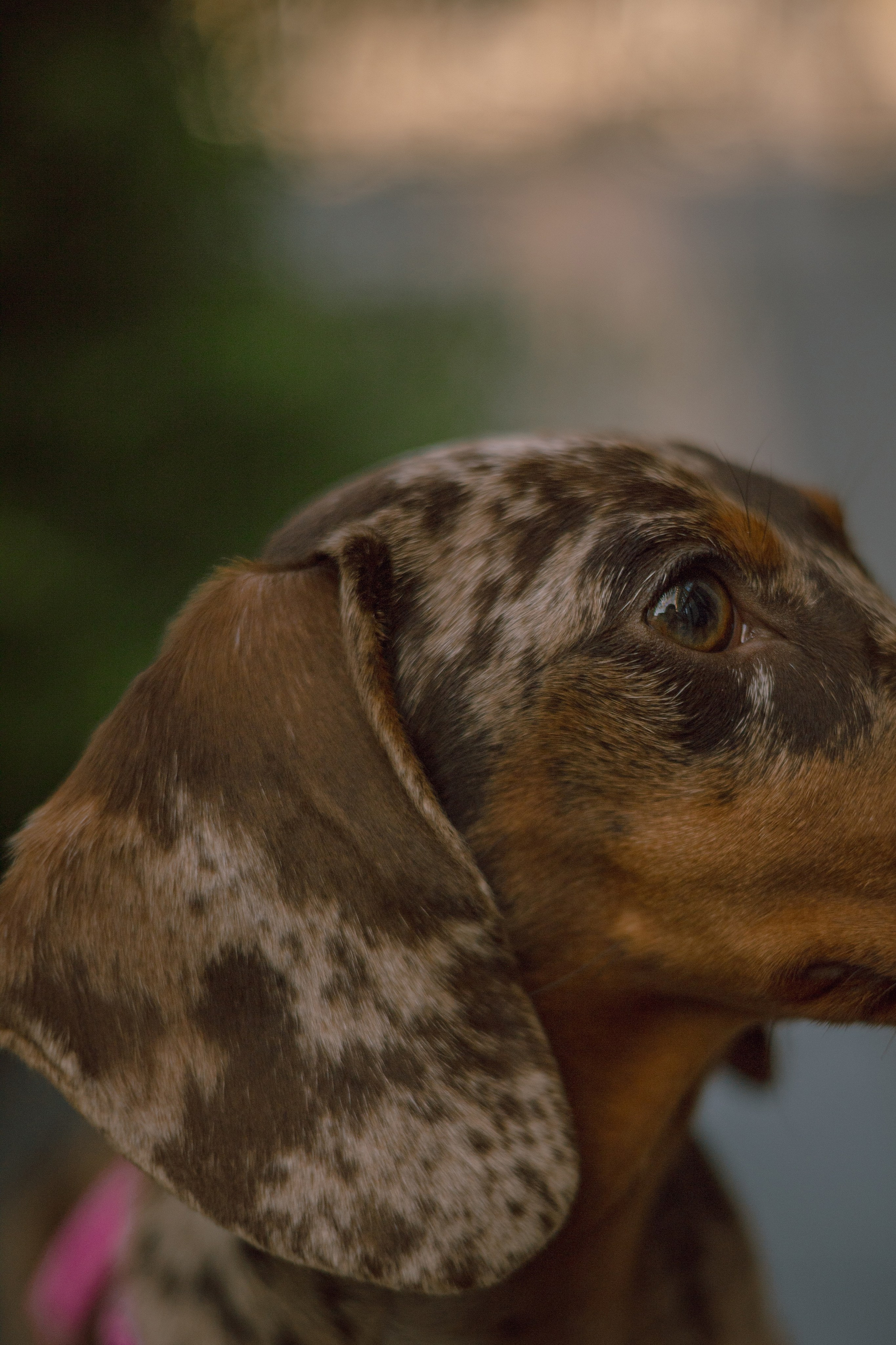 Каринэ и Келли. Фотограф — анималист •love-story•|Санкт-Петербург