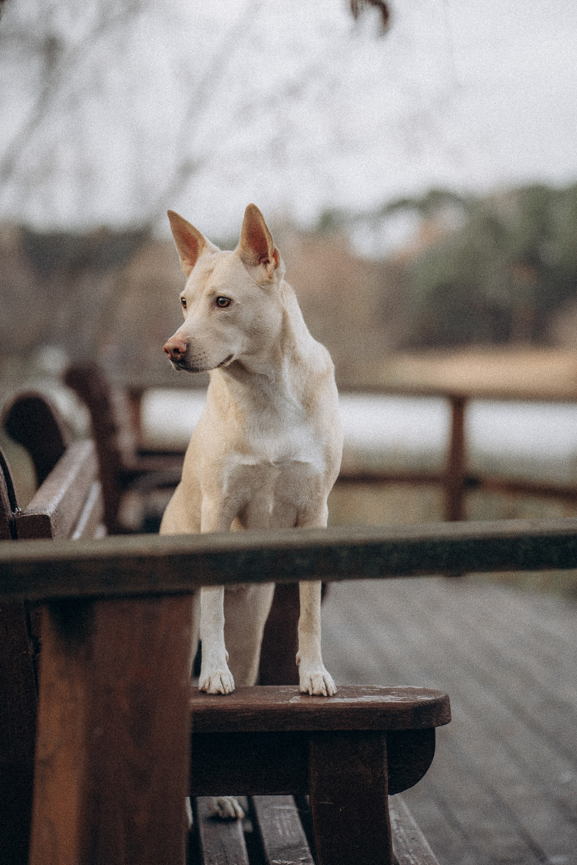 Туся. Фотограф анималист в Москве и Санкт-Петербурге Свиридова Анна