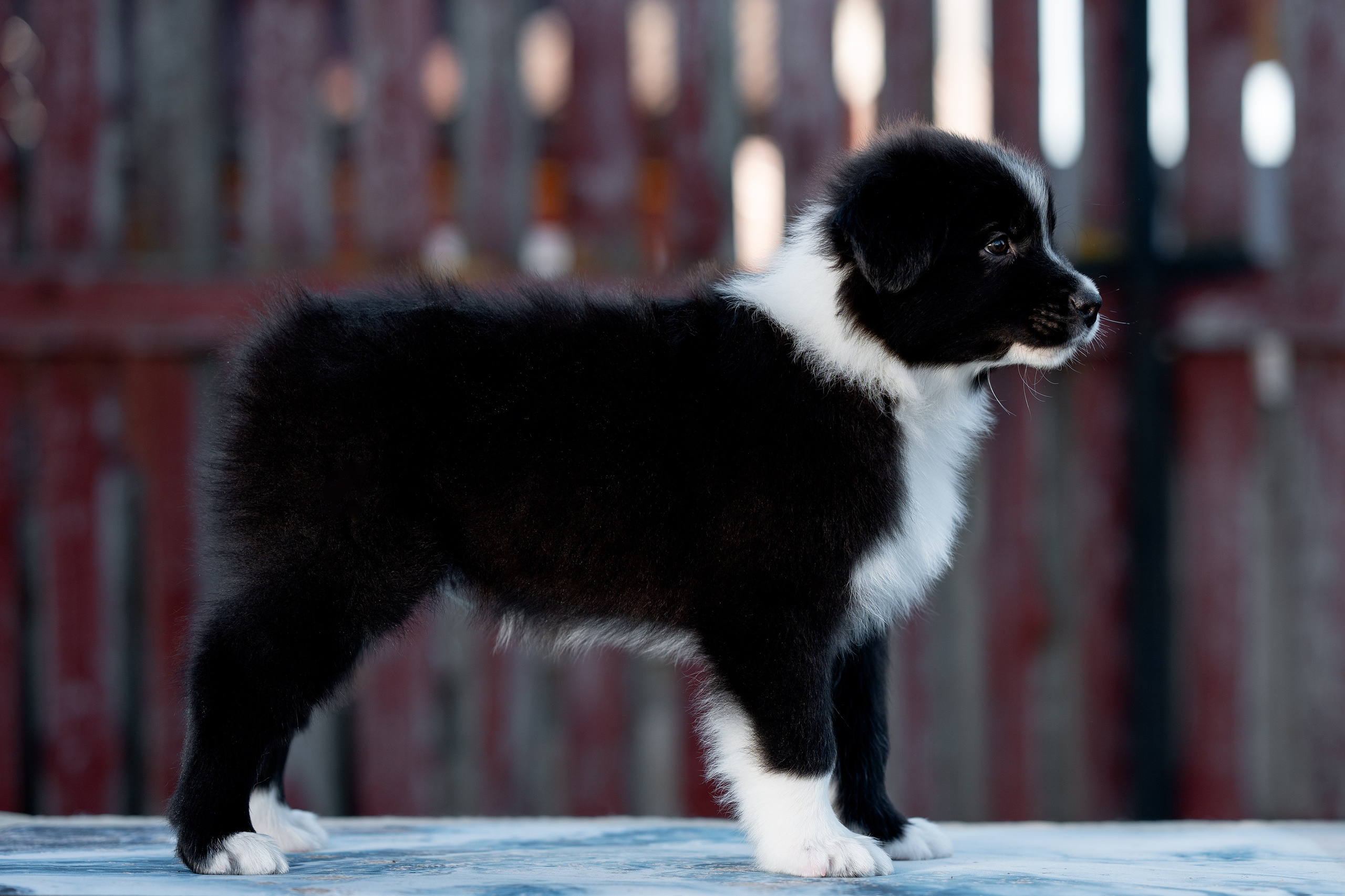 Заводчик Влада Эльман. Творческий фотограф Вологда