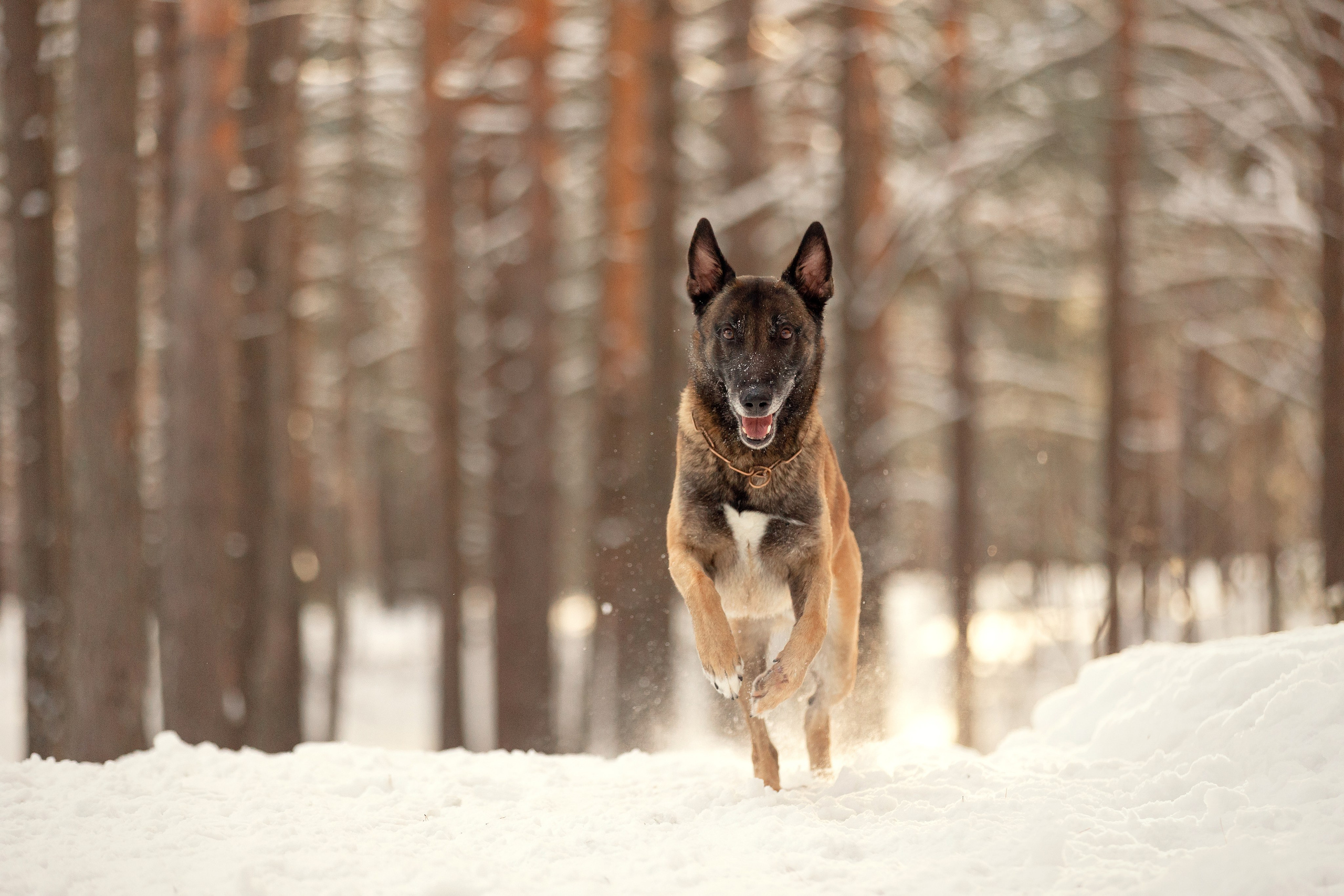 Собаки. Конный фотограф Валынкина Лера
