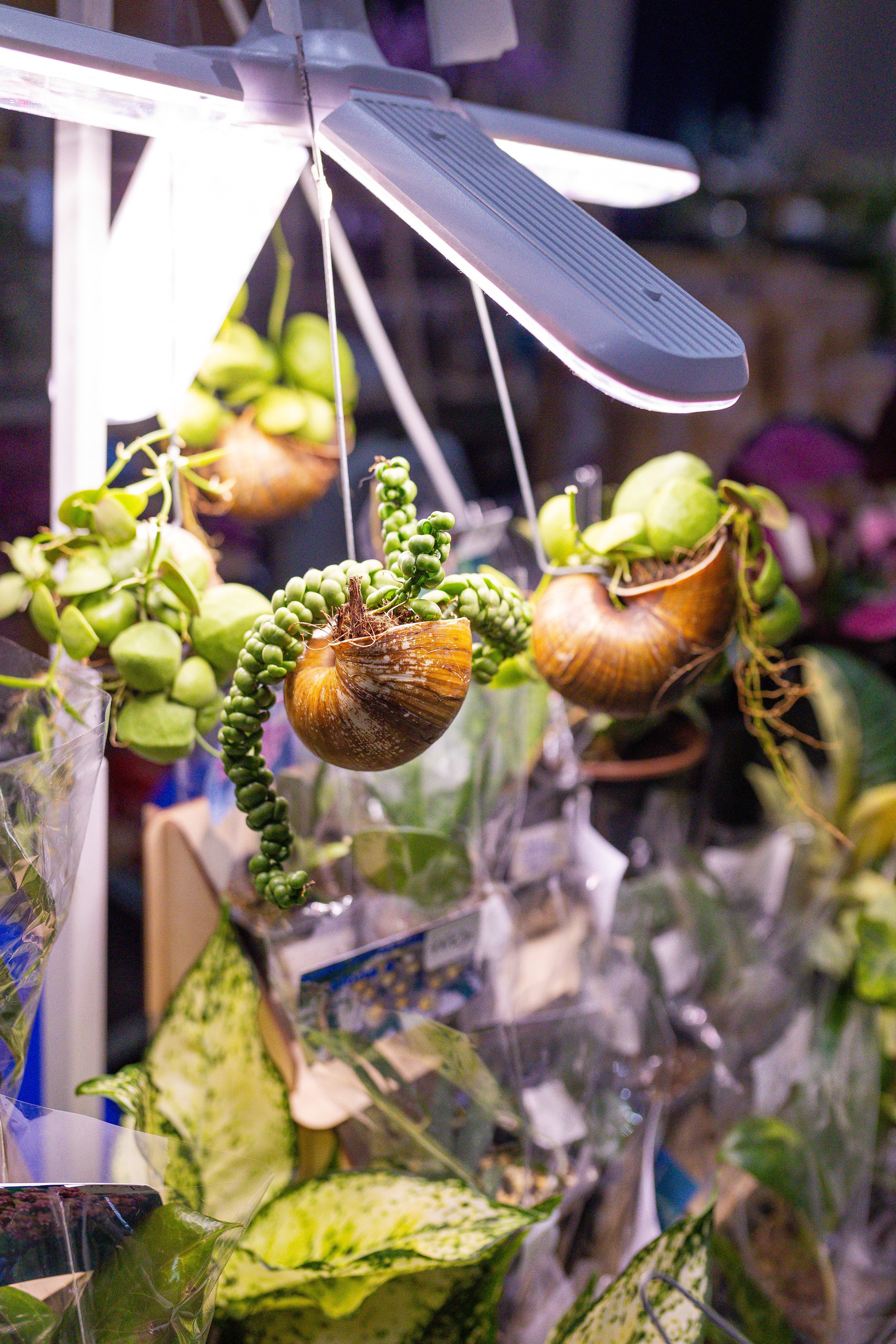 Орхидиум 12.2025. Александра Куликова фотограф, Москва