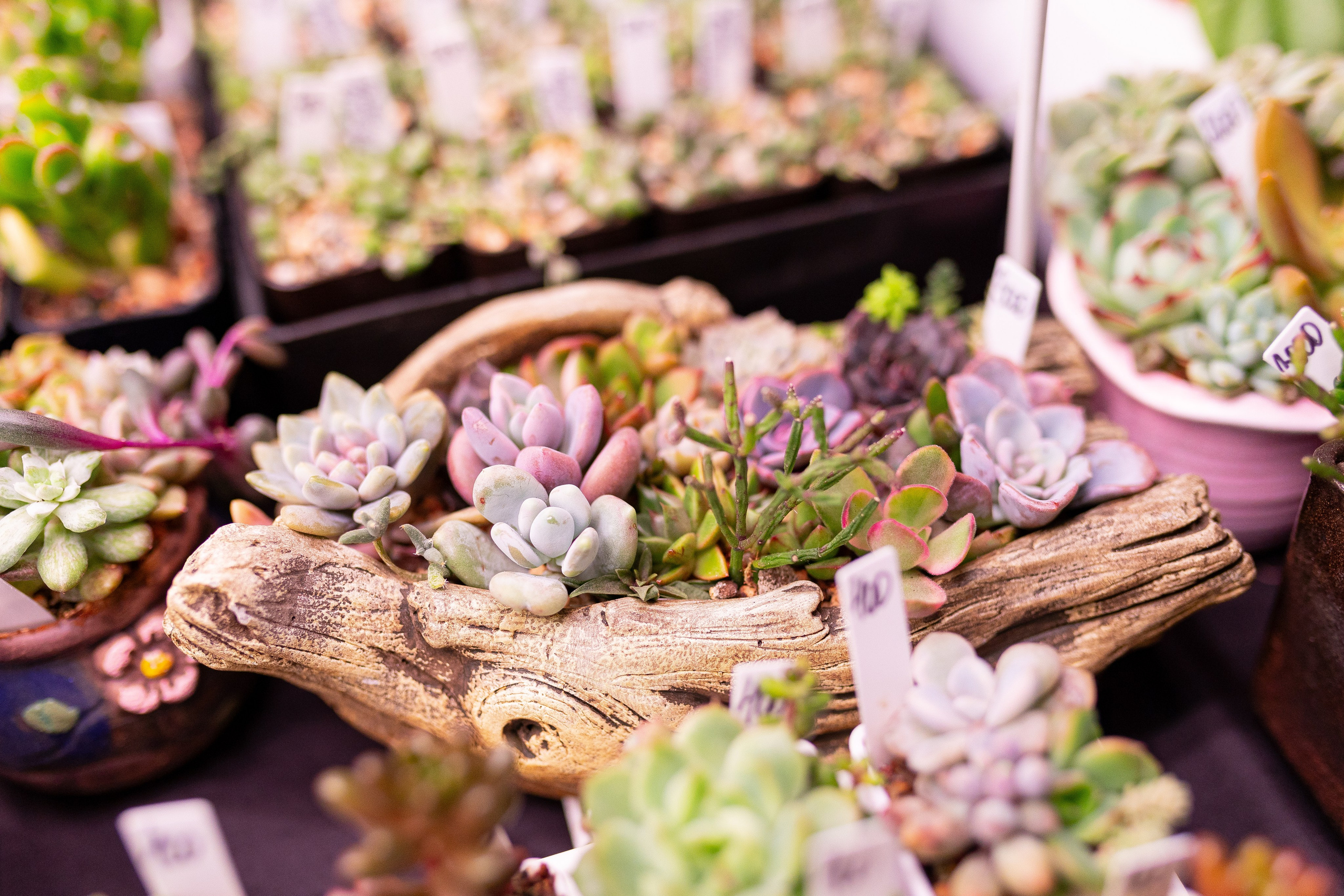 Орхидиум 12.2025. Александра Куликова фотограф, Москва