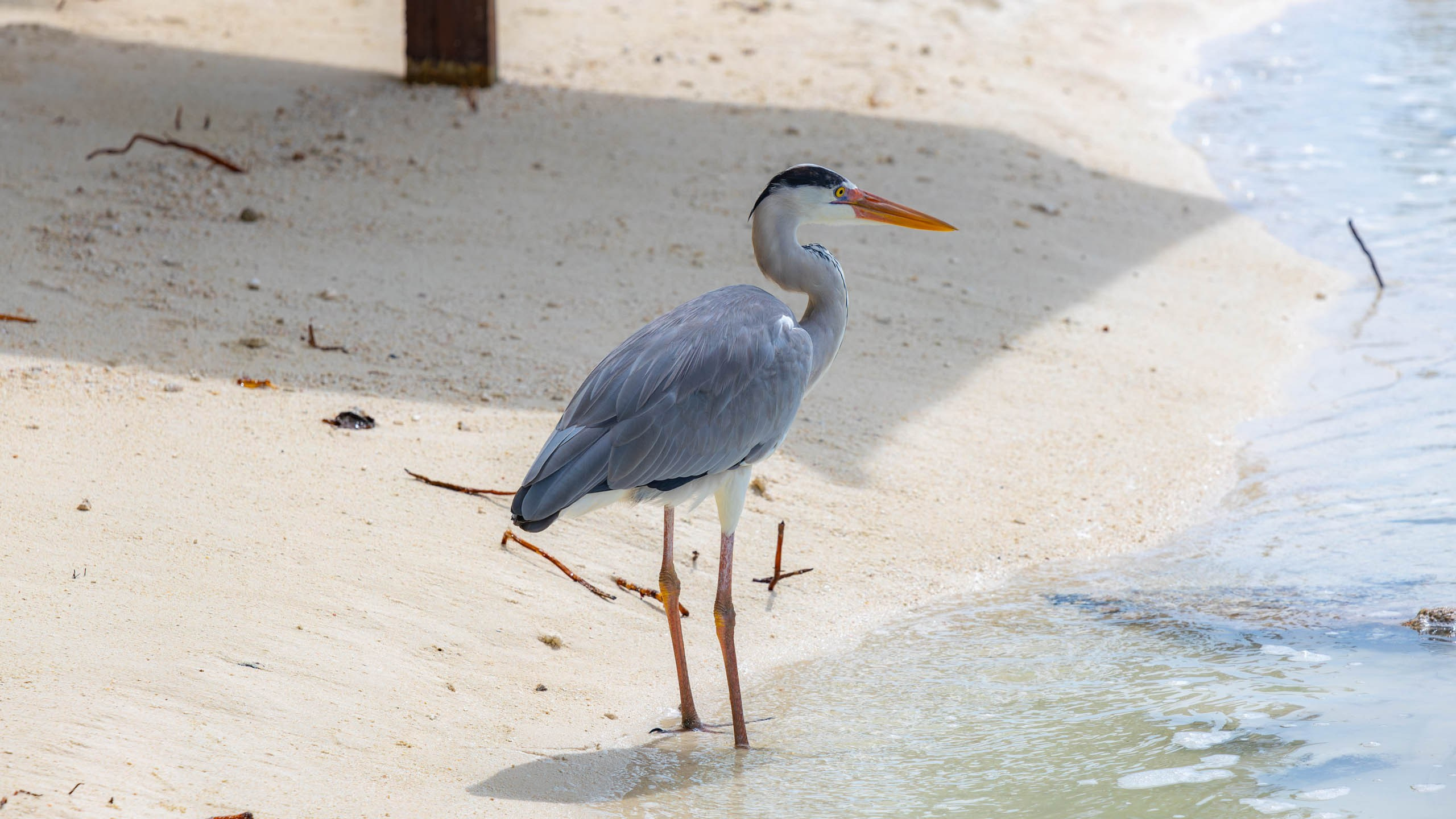 Мальдивы, Ellaidhoo Maldives by Cinnamon