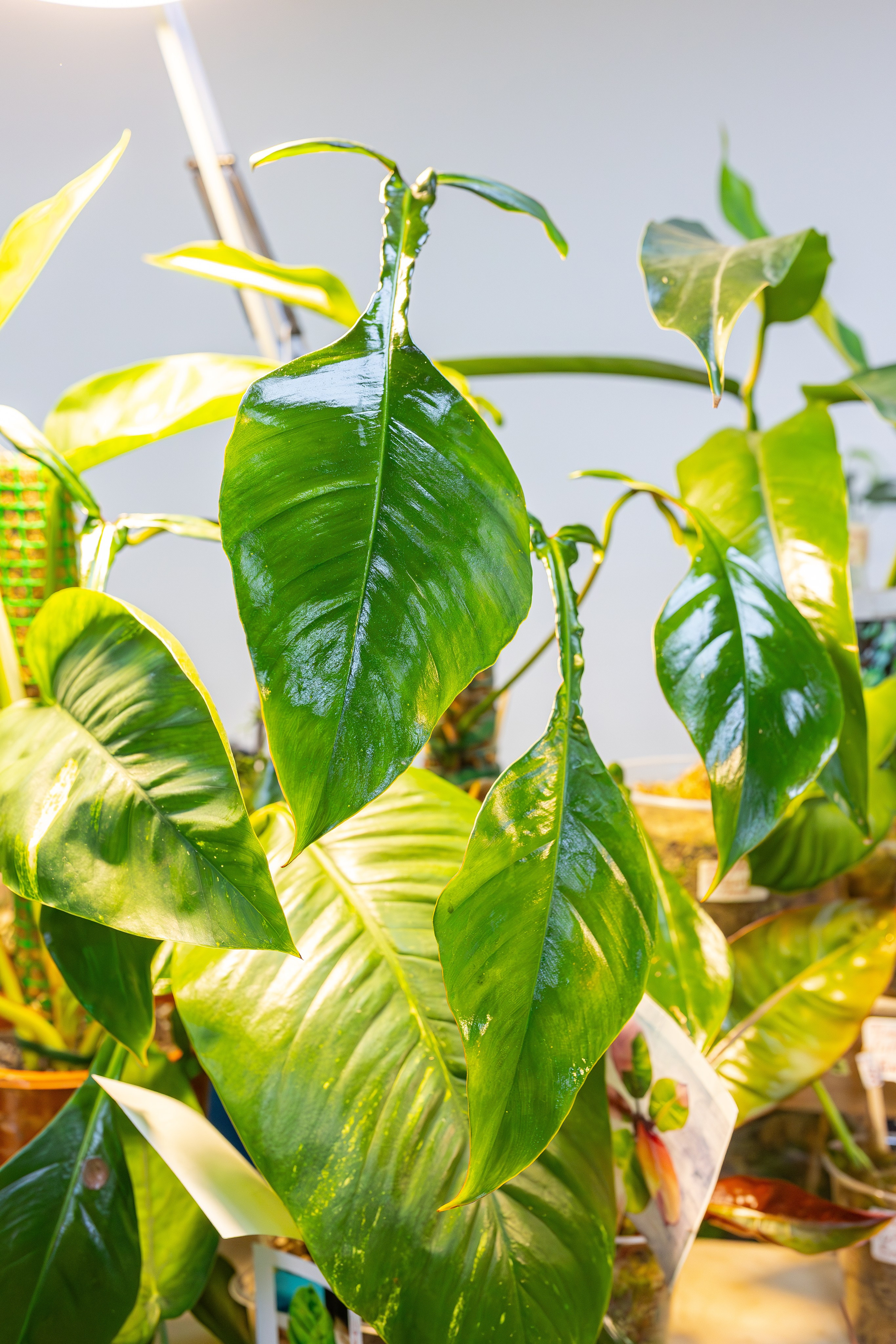 Монстериум апрель 2026. Александра Куликова фотограф, Москва