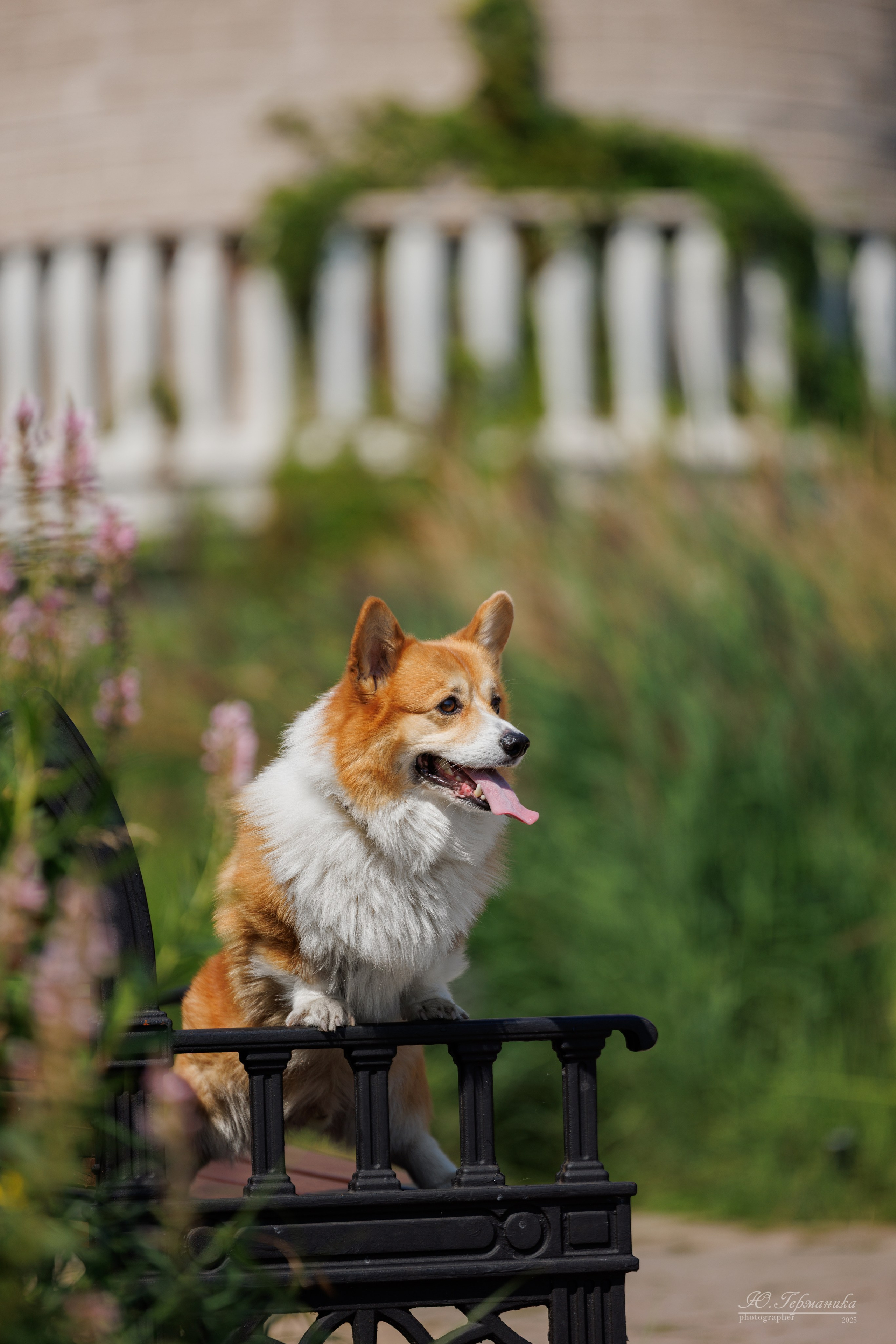 Фотосет Бригада УХ)). Фотограф-анималист Юлия Германика