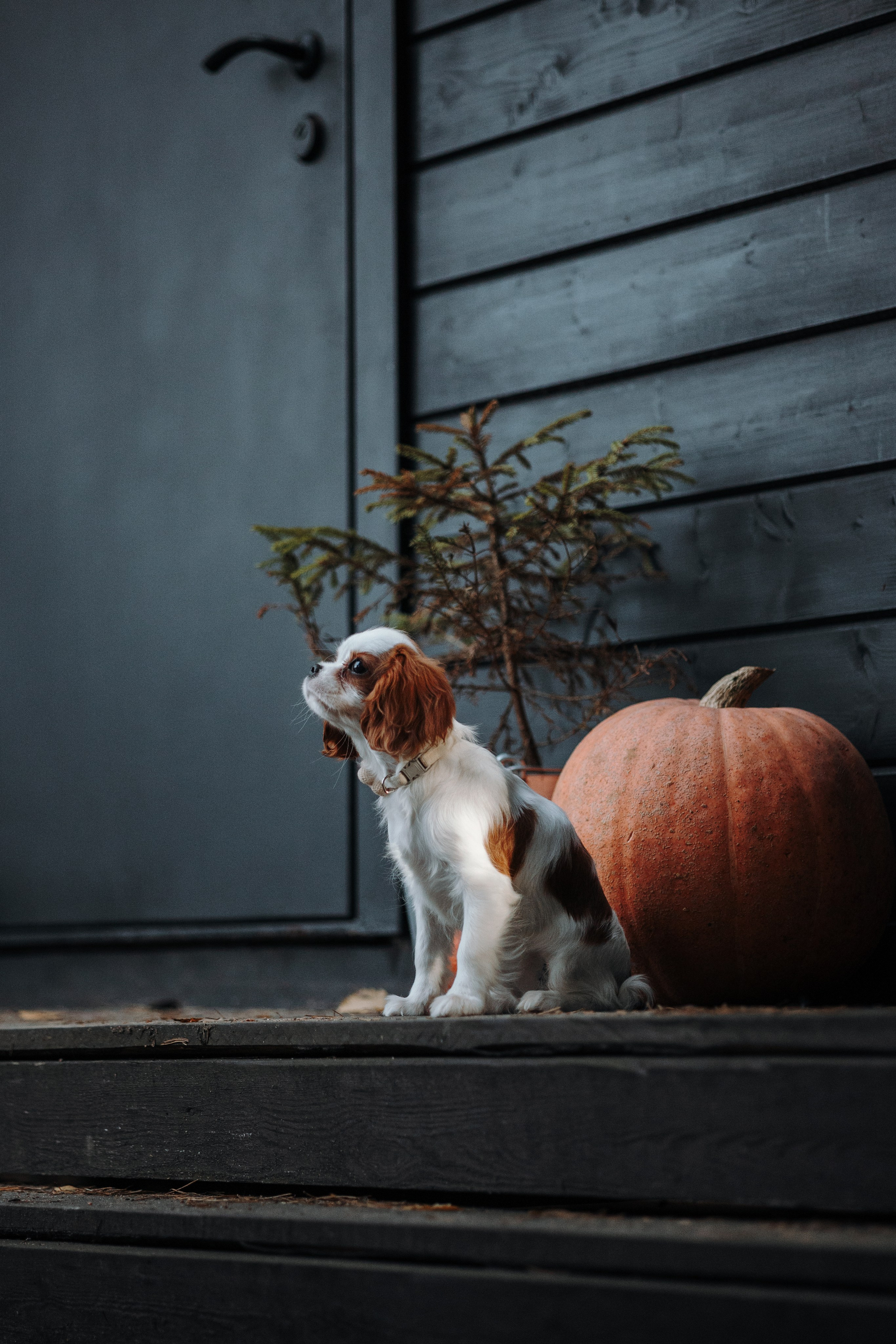 Семейная история. Фотограф — Анималист | Санкт-Петербург