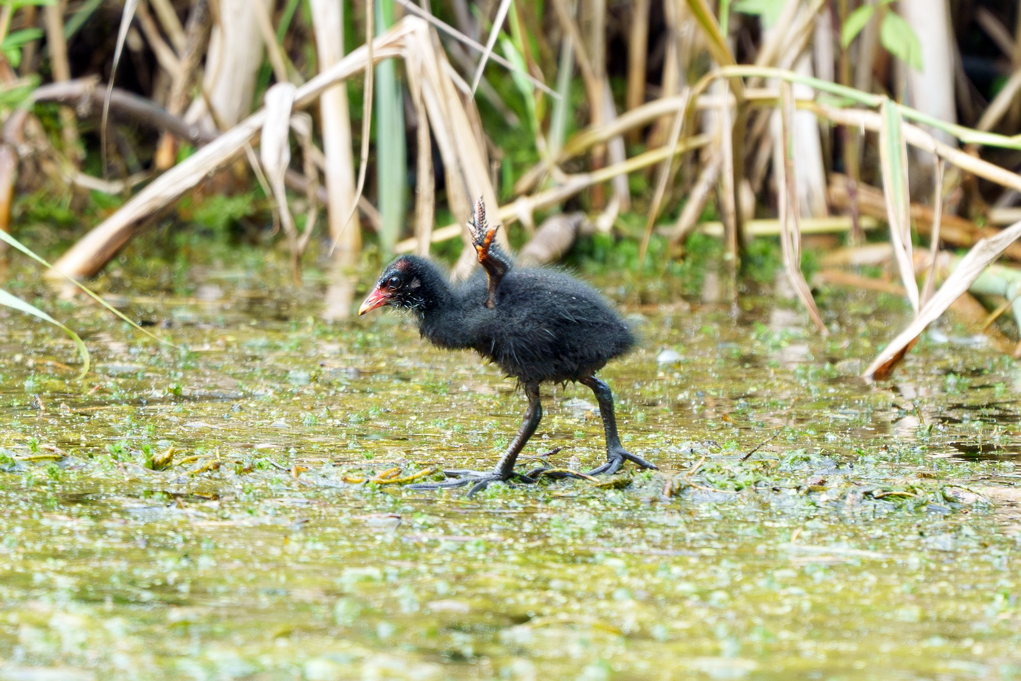 Удивительные мир птиц. Вокруг нас столько прекрасного — присмотритесь!. Ваш личный фотограф Марина Волкова