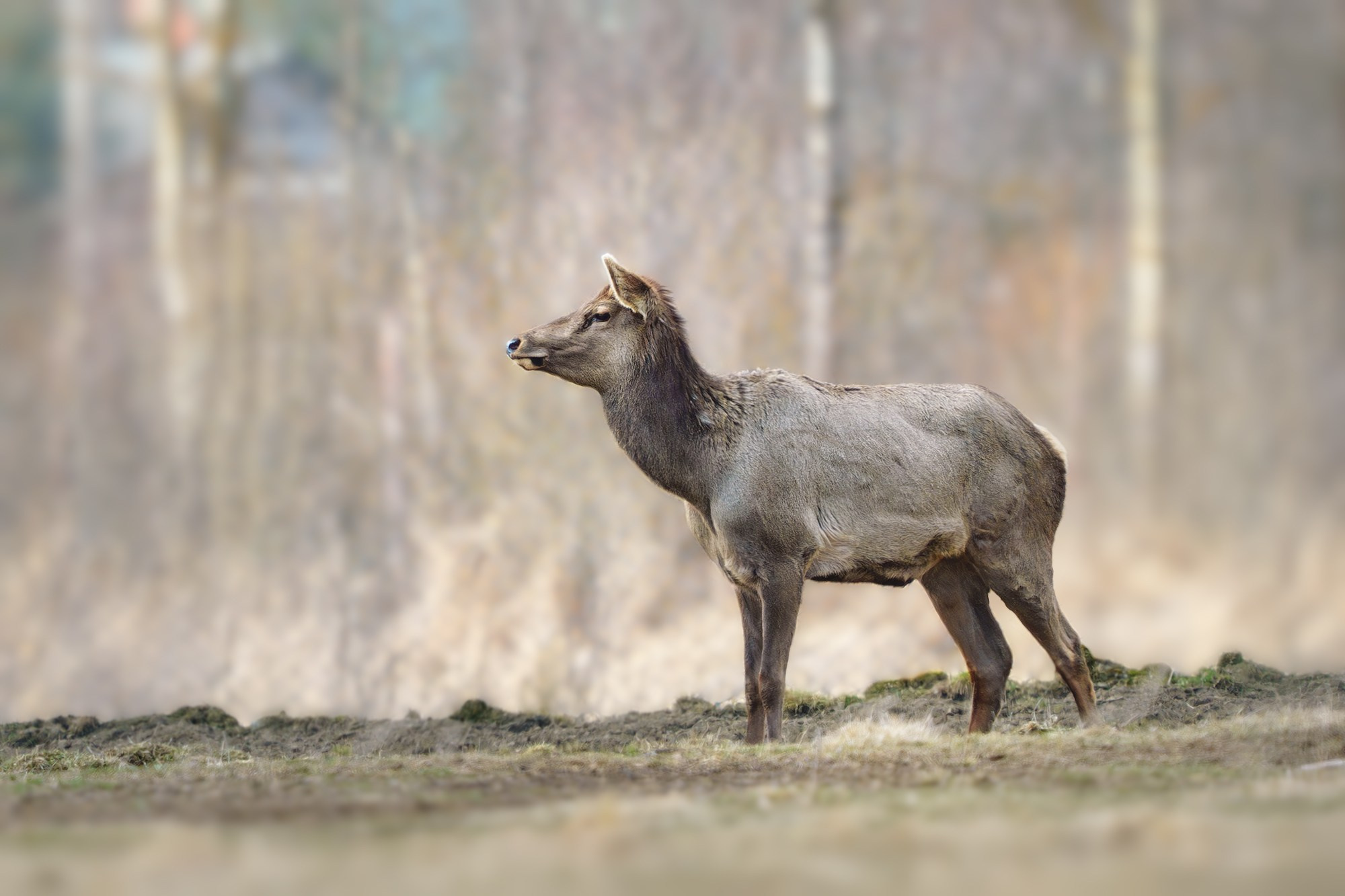 Животные. Ваш личный фотограф Марина Волкова