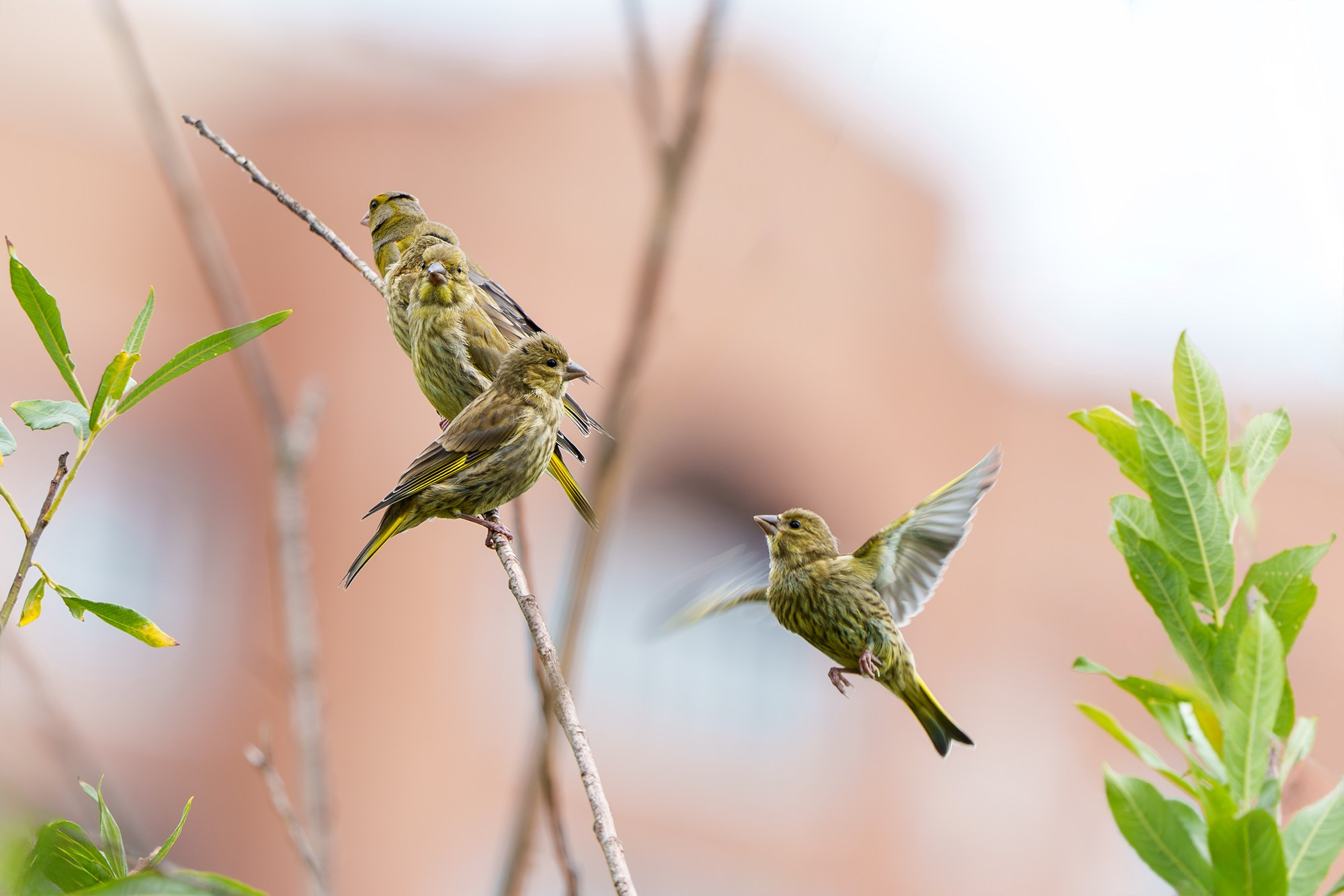 Удивительные мир птиц. Вокруг нас столько прекрасного — присмотритесь!. Ваш личный фотограф Марина Волкова