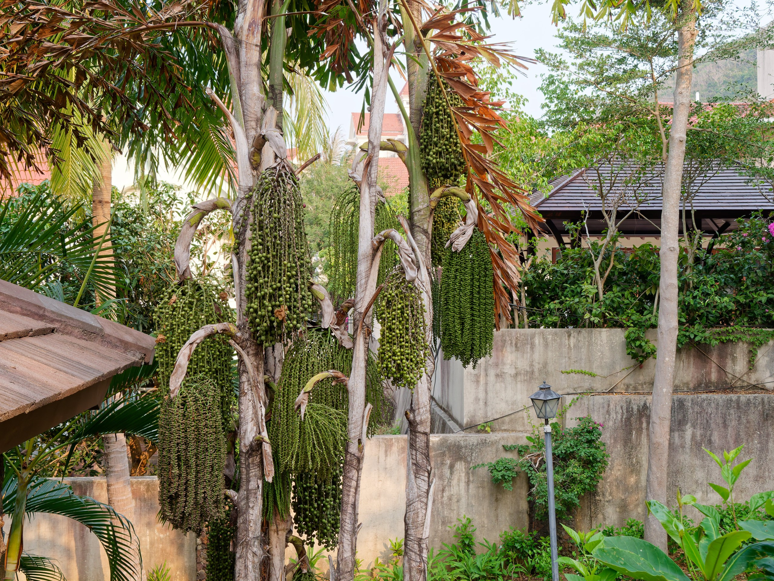 Хайнань 2026, флора, цветы и деревья. Фотопрогулки по Миру