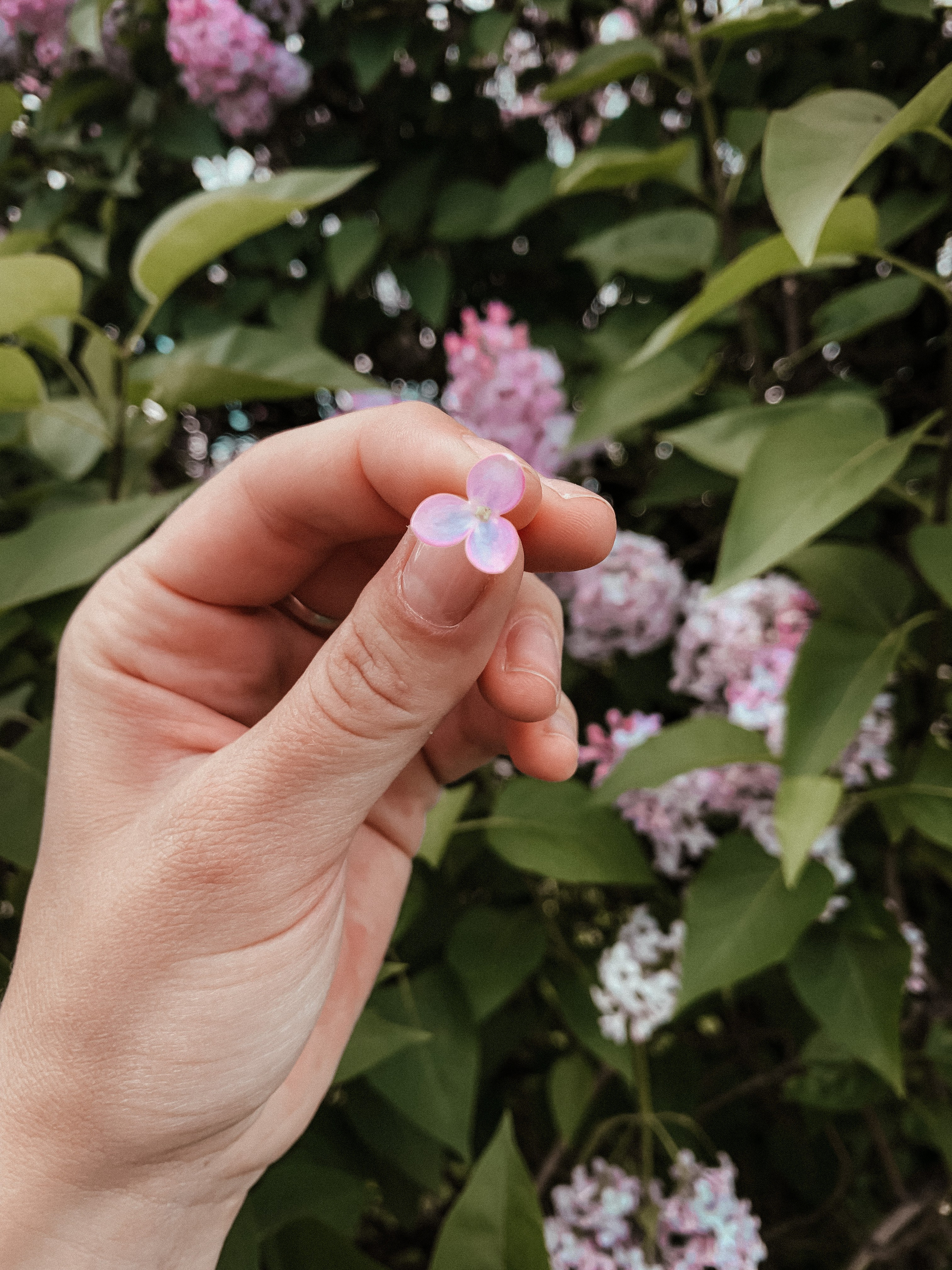 Сиреневый сад. Семейный фотограф в Москве и МО Варвара Шаранова