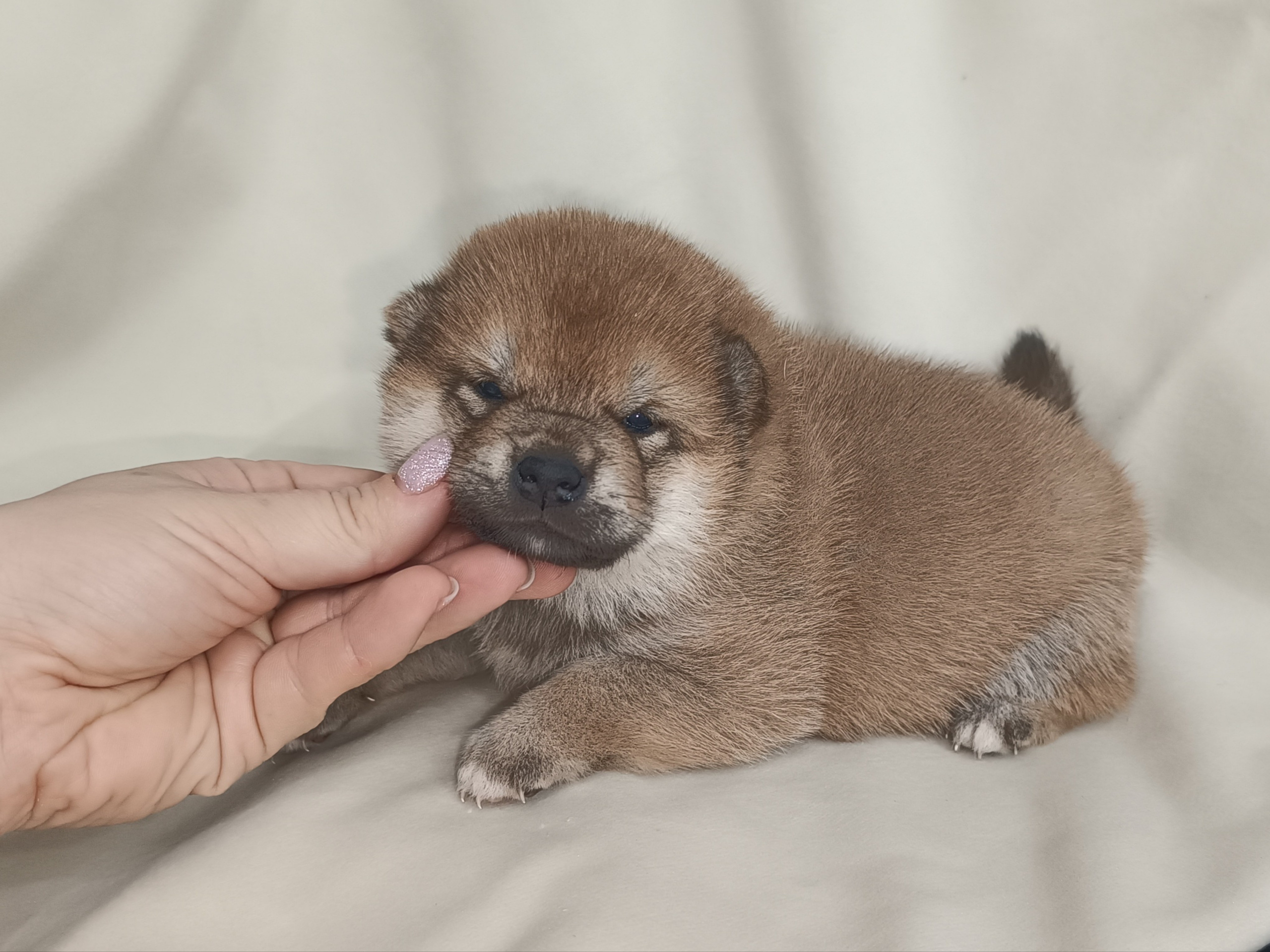 сиба питомник Рубилайт щенки на продажу rubylight  сиба щенки купить СПб Санкт-Петербург 