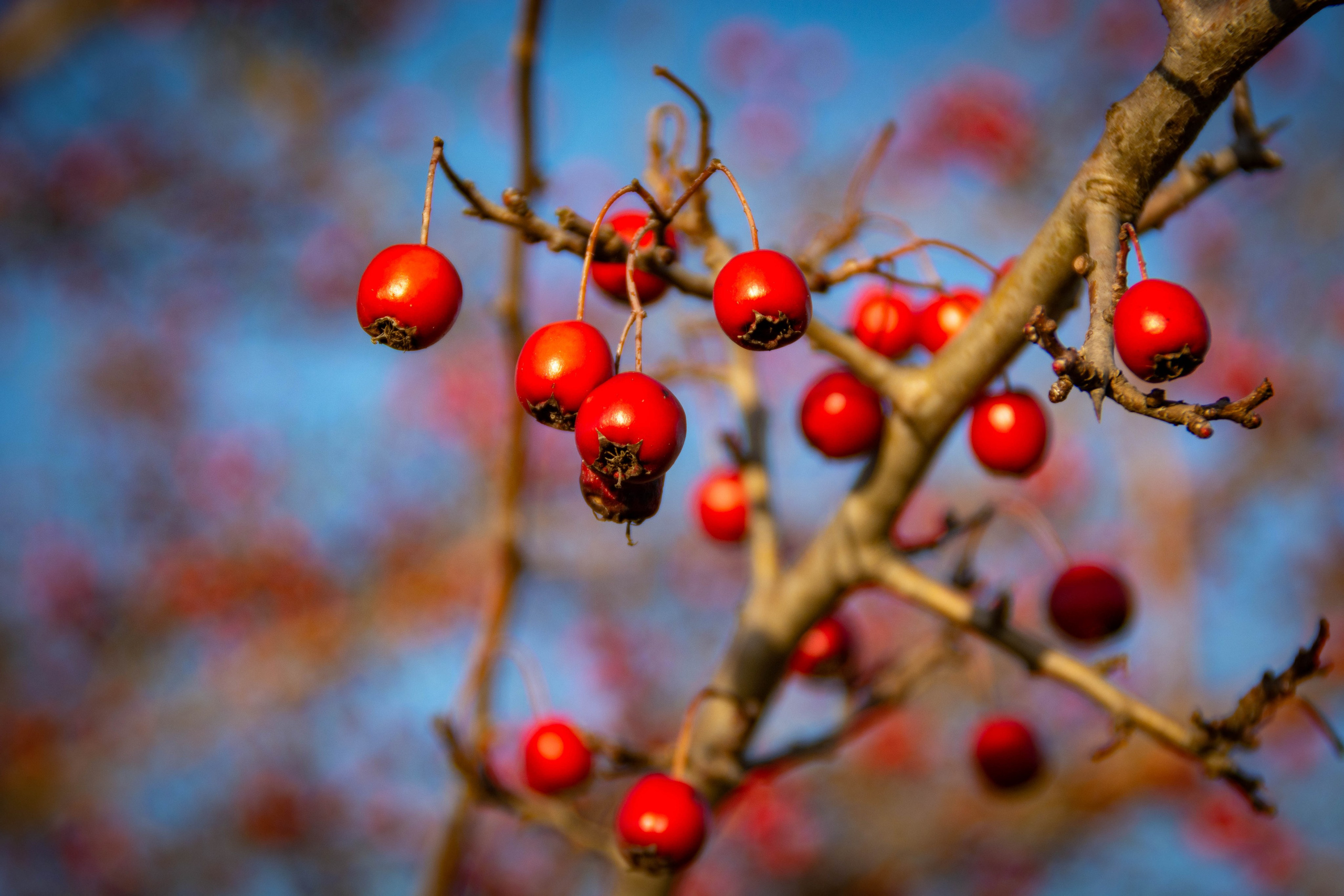Природа в фотографии, взгляд на прекрасное через объектив фотоаппарата. Елена Волкова семейный фотограф в станице Гостагаевской города-курорта Анапа