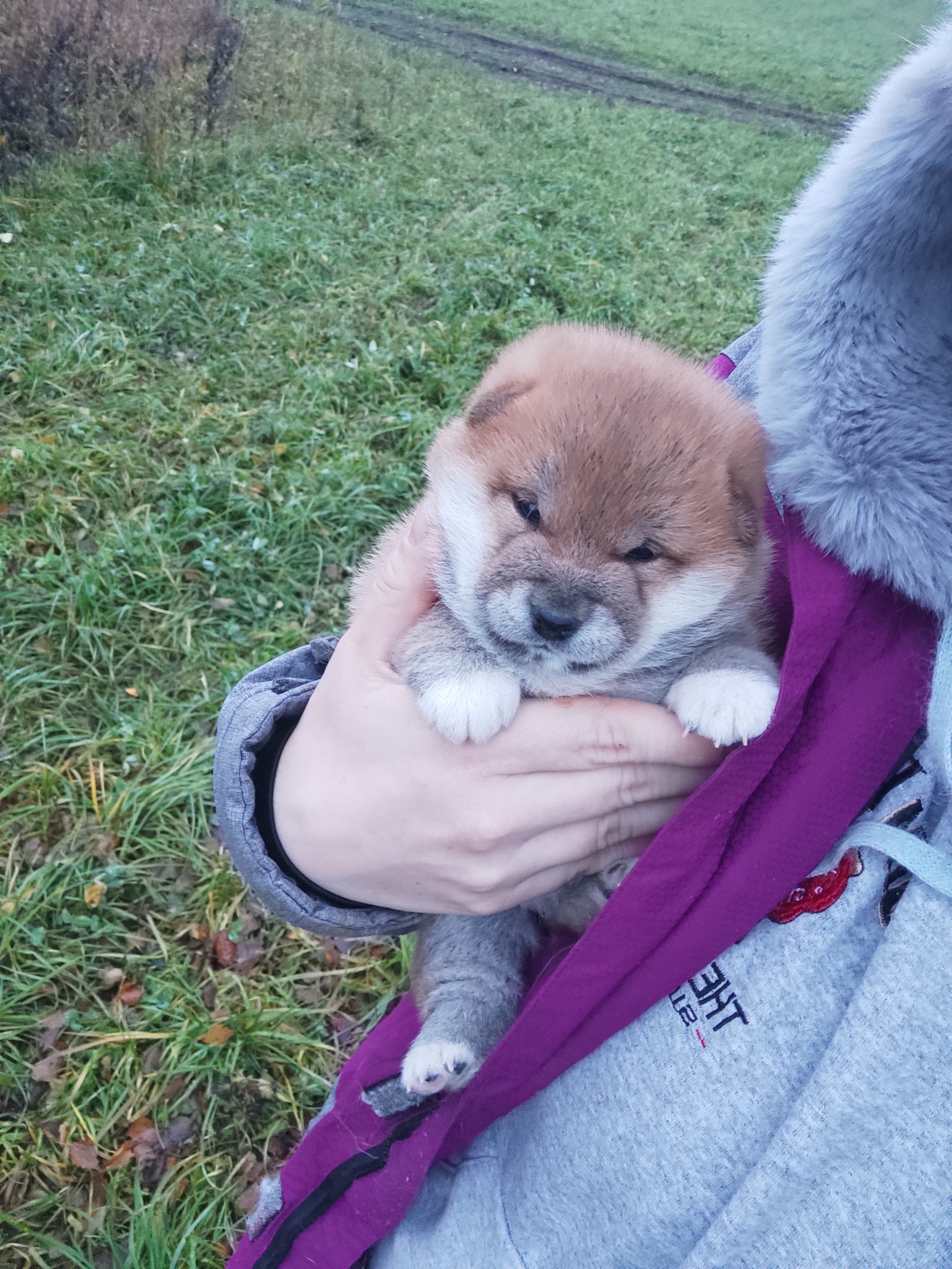 сиба питомник Рубилайт щенки на продажу rubylight  сиба щенки купить СПб Санкт-Петербург 