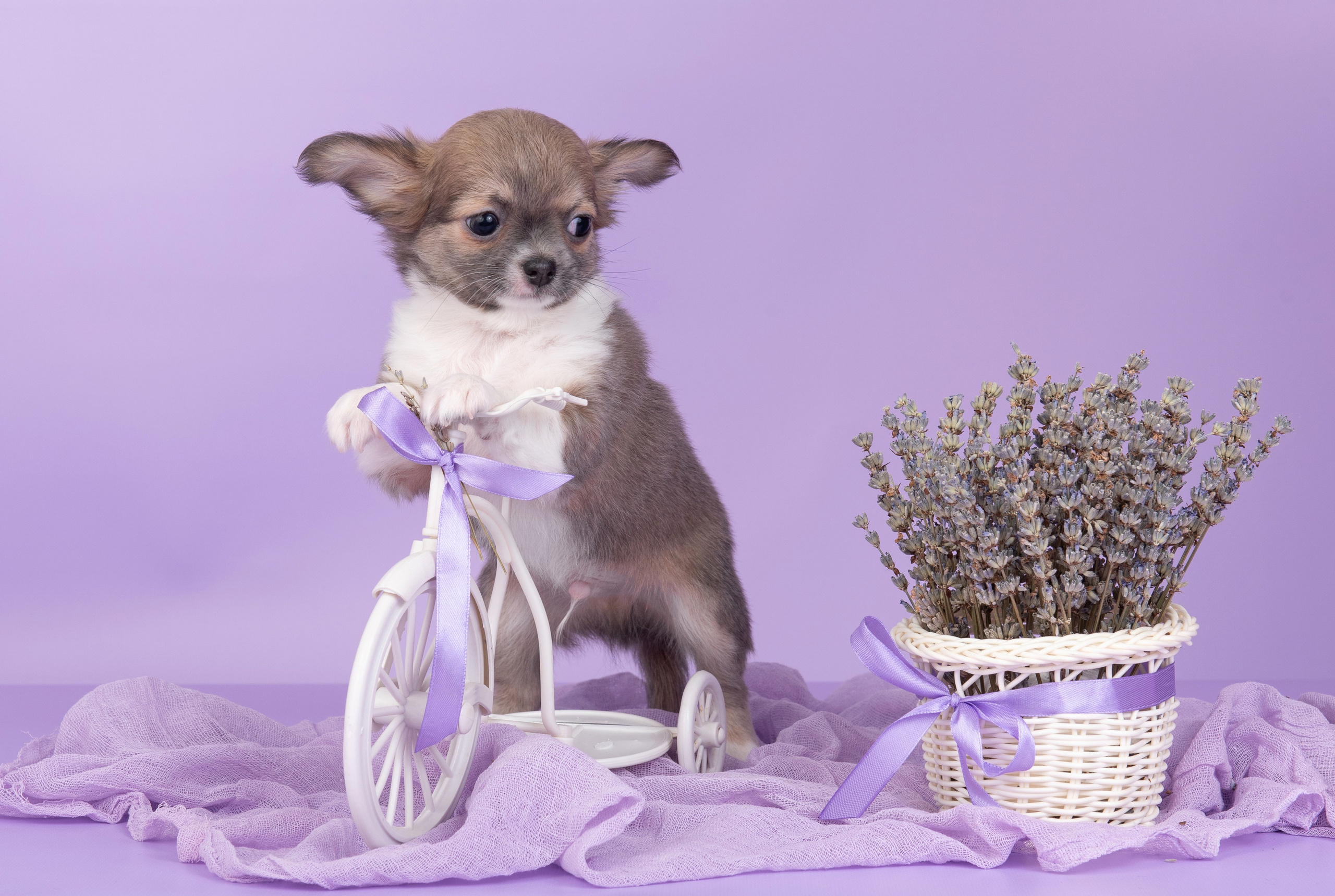 Щенки в домашней студии. Фотограф анималист в Казани Алина Сулейманова. Фотограф животных