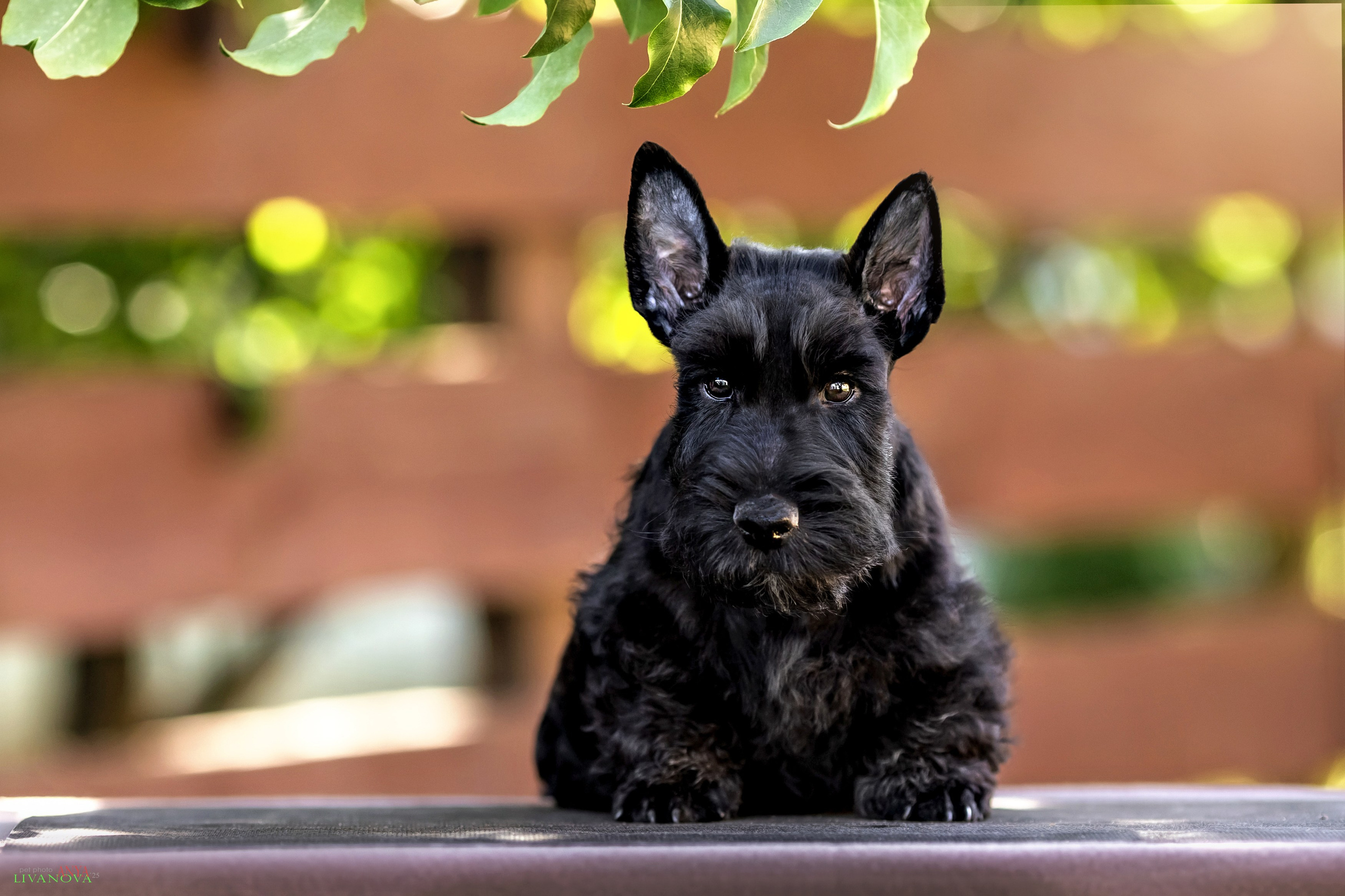 Скотчики. Фотограф анималист Аня Ливанова | Рыбинск