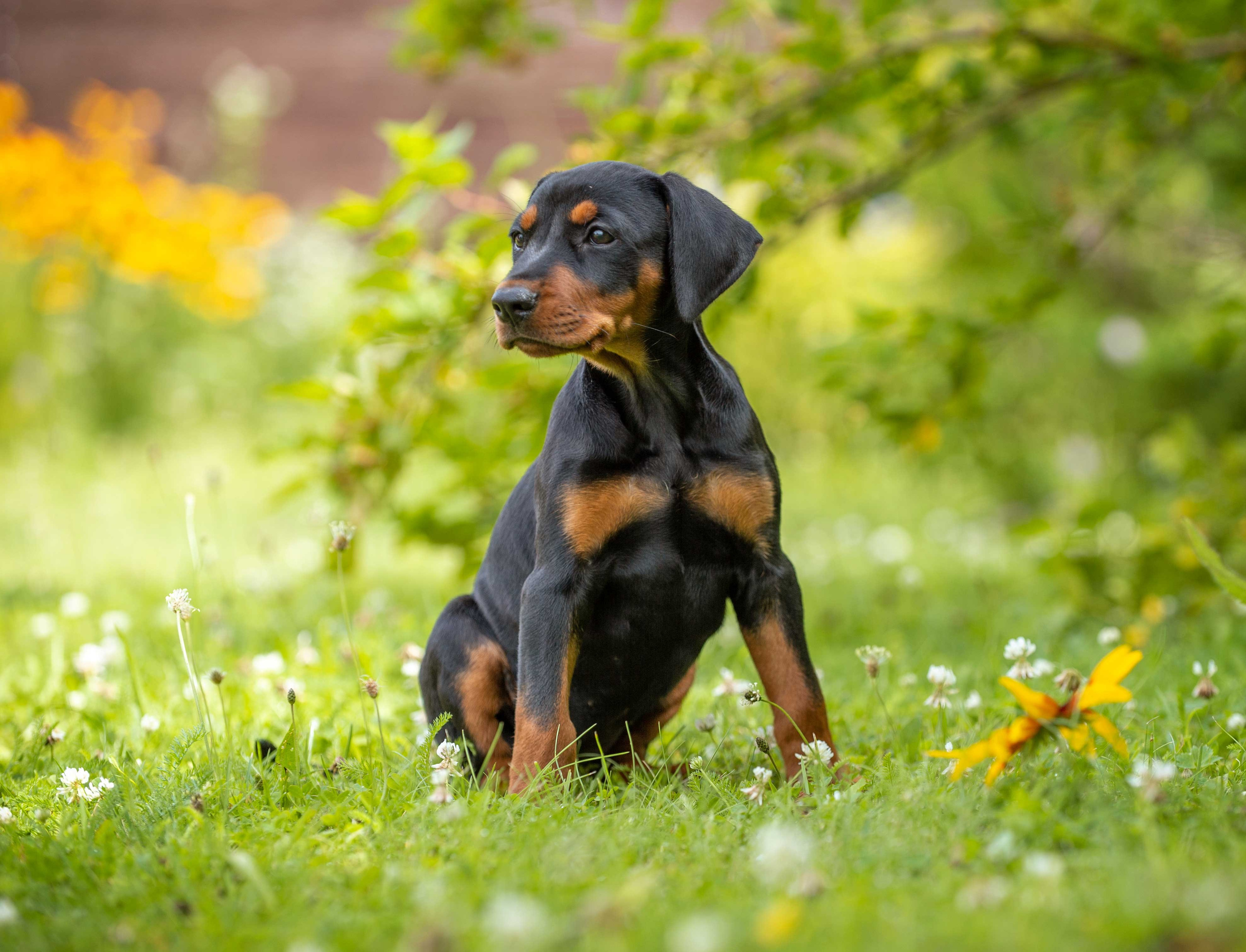 Собаки. Портретная и свадебная фотосъемка. Москва и область