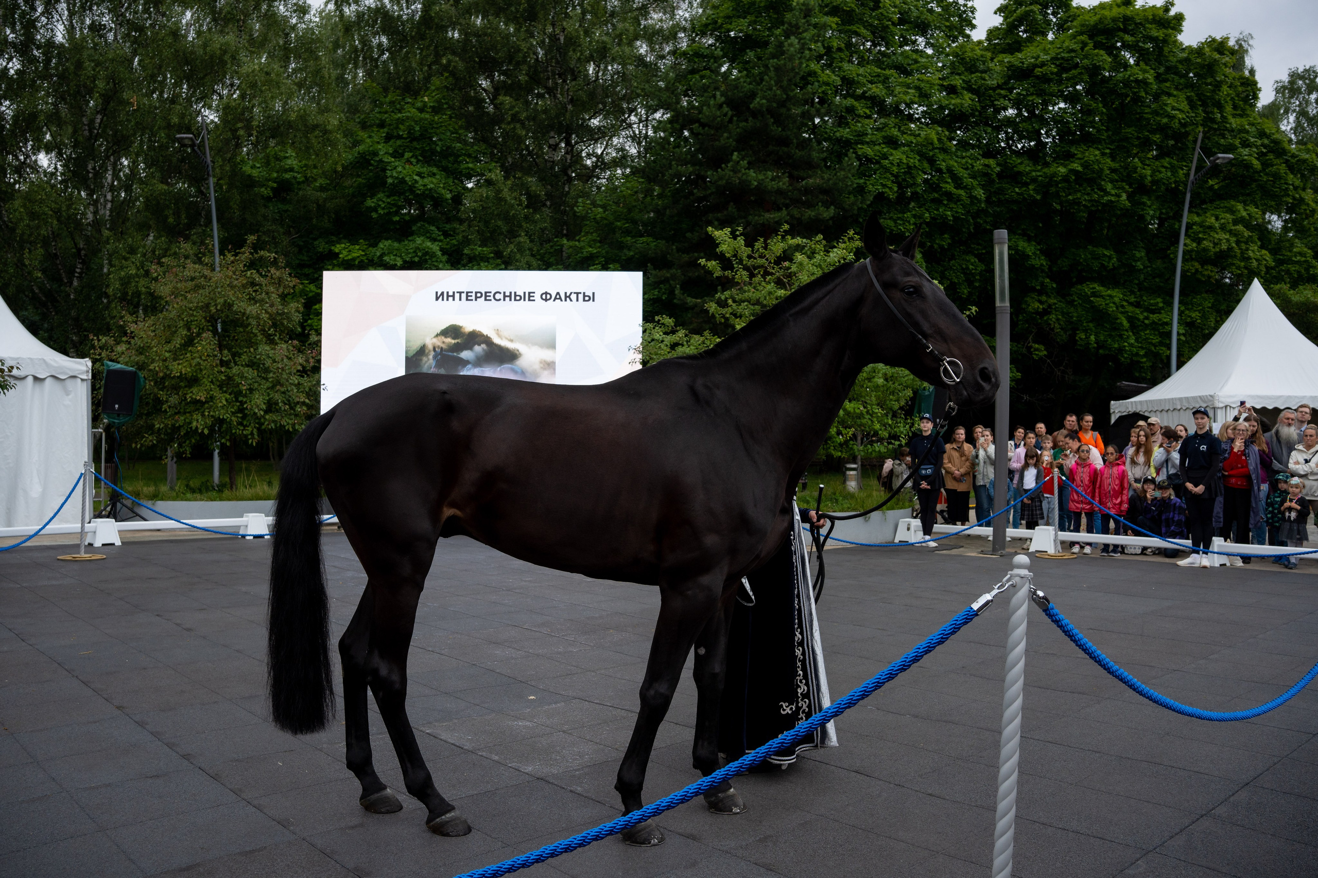 Животные. Фото, видео, монтаж
