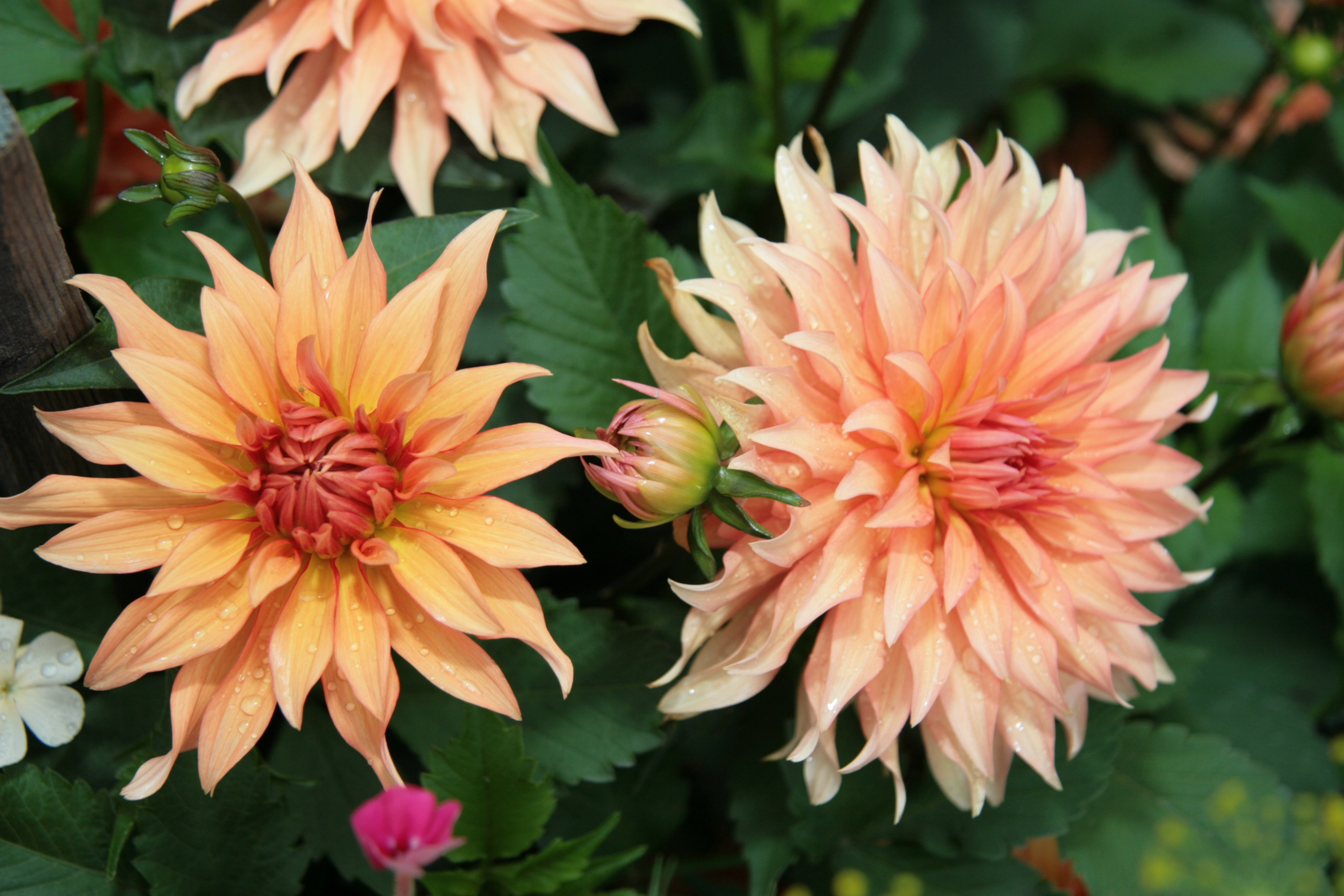 Фото Цветов. Студия Максима Белослюдцева