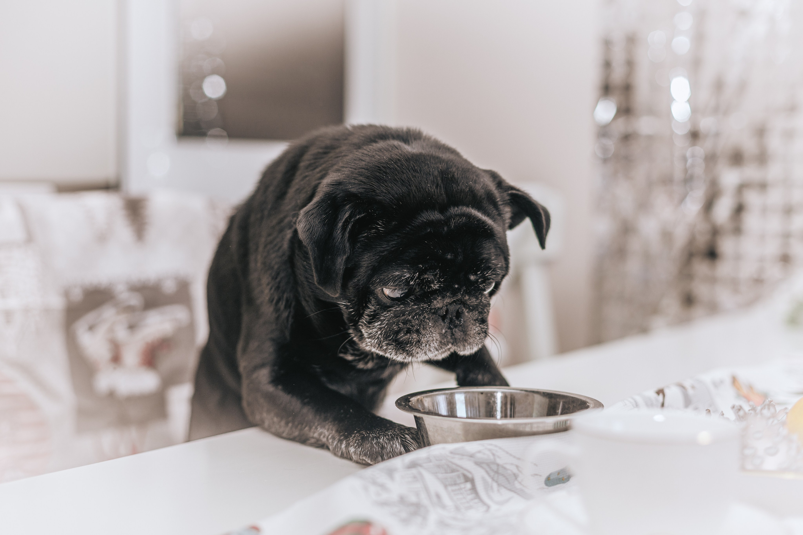 Домашняя фотосессия Оли и двух ее мопсов. Фотограф-анималист Татьяна Степанова
