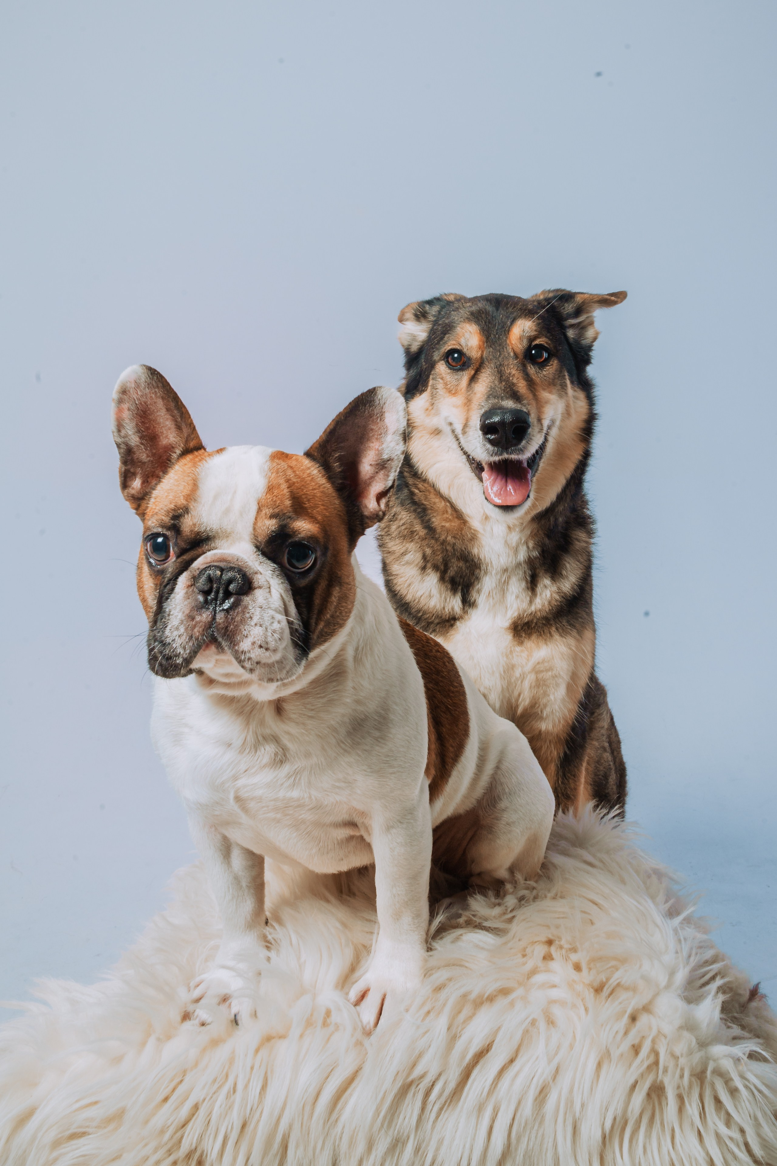 Студийная фотосессия с цветным светом. Фотограф-анималист Татьяна Степанова