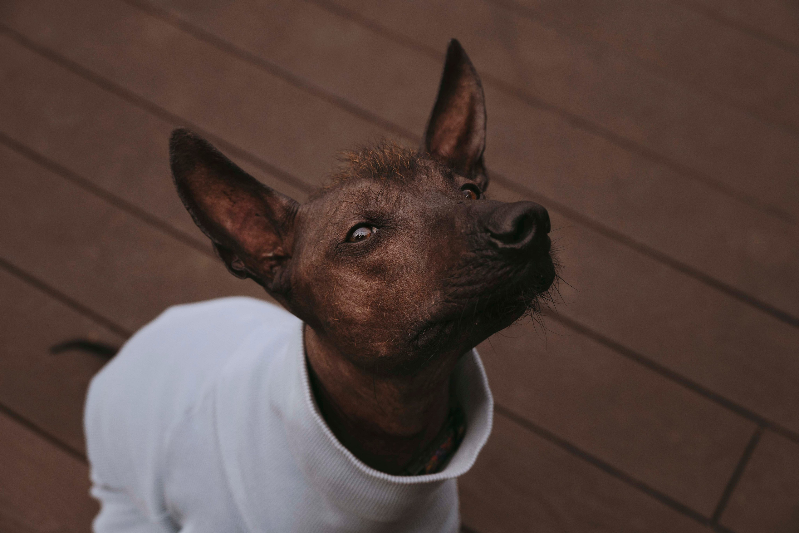 Заказать съемку. Фотограф- анималист Александра Матвеева