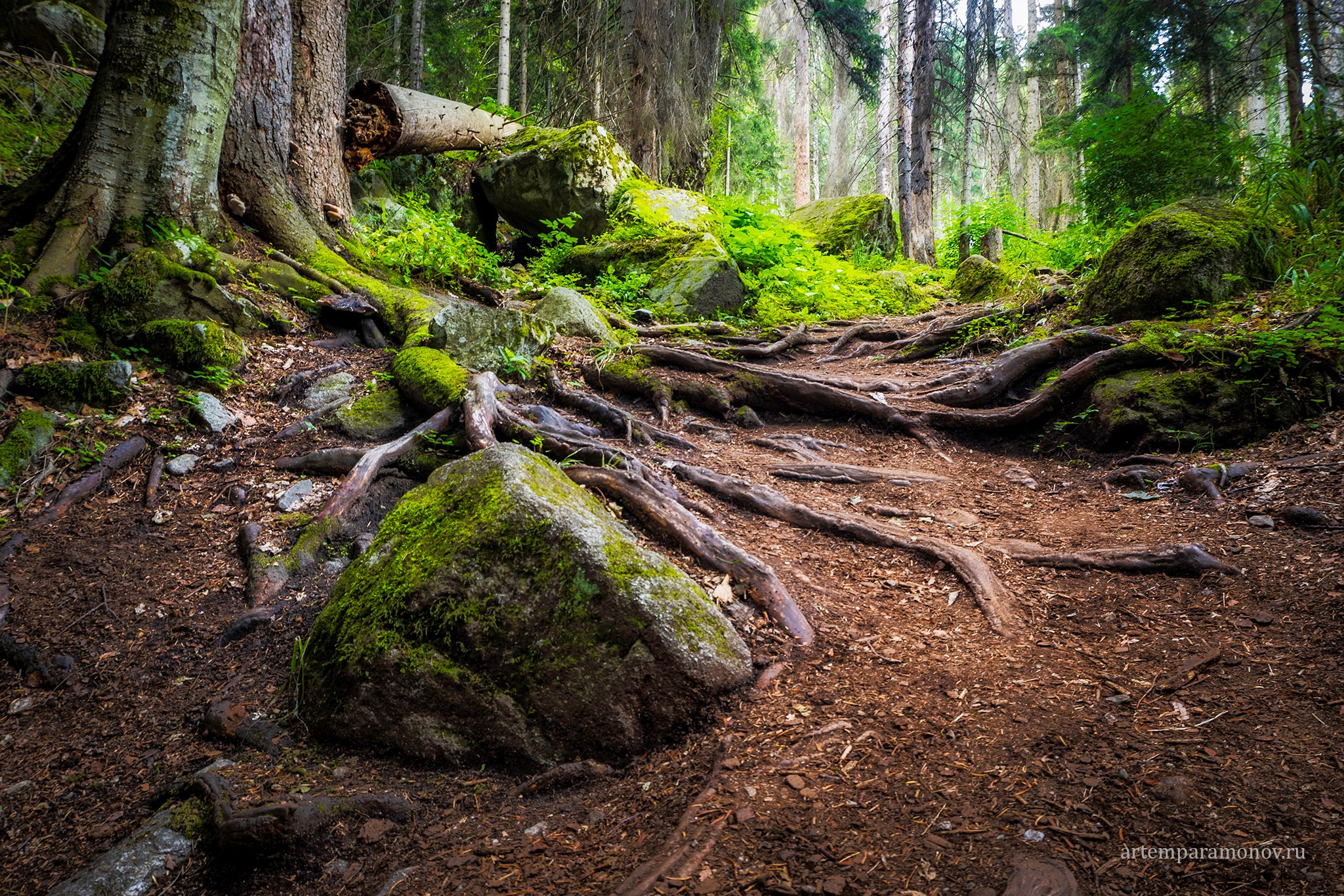 Природа. Фотохудожник Артём Парамонов