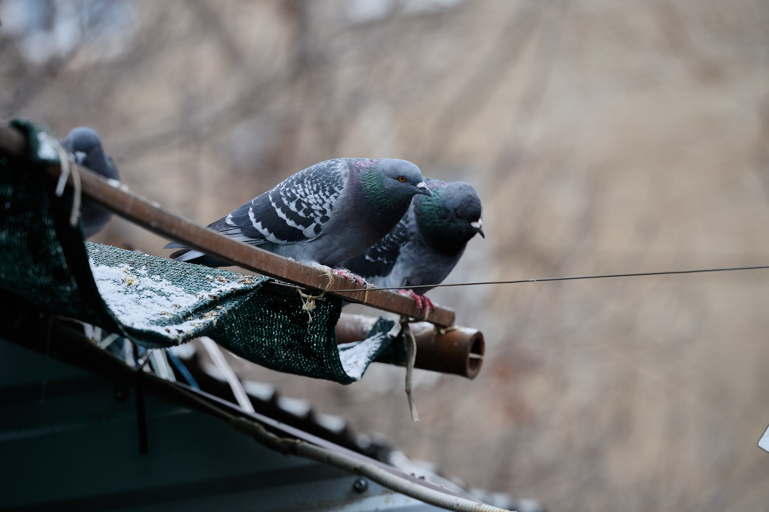 Луганск. Ноябрь 2024. Фотограф Роман Адлер