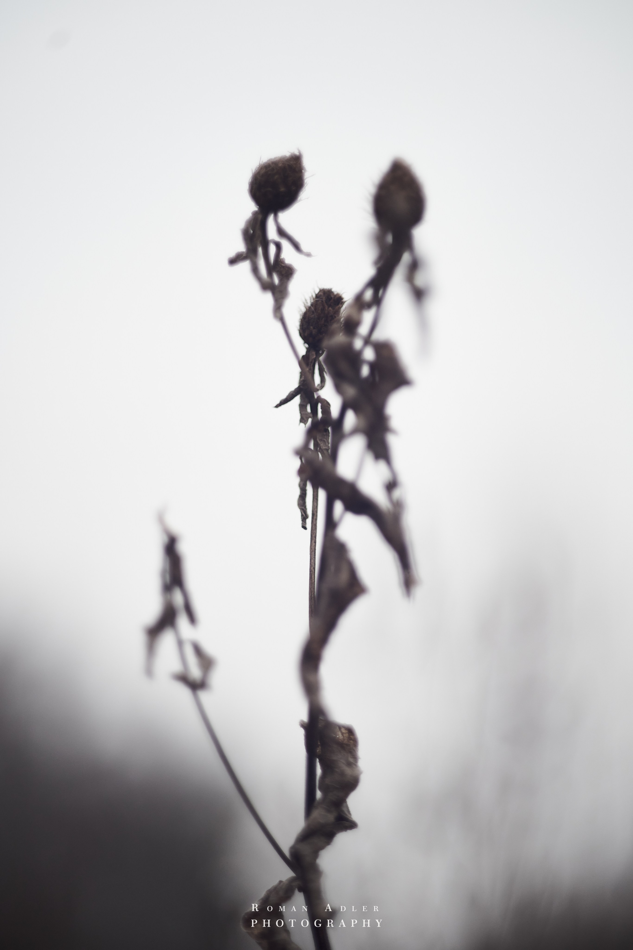 Февральский лес. Фотограф Роман Адлер