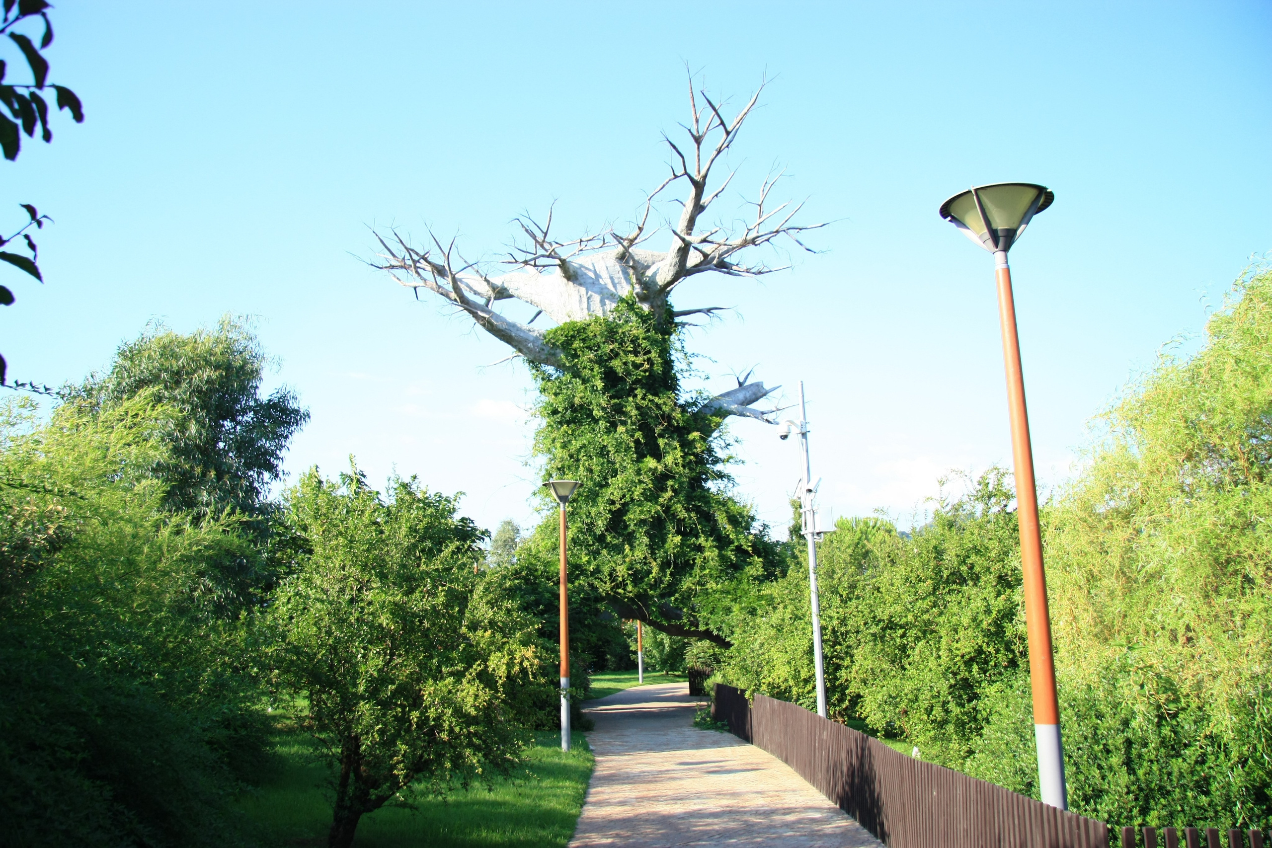 Первые кадры. Сочи — парк. Фотограф Роман Адлер