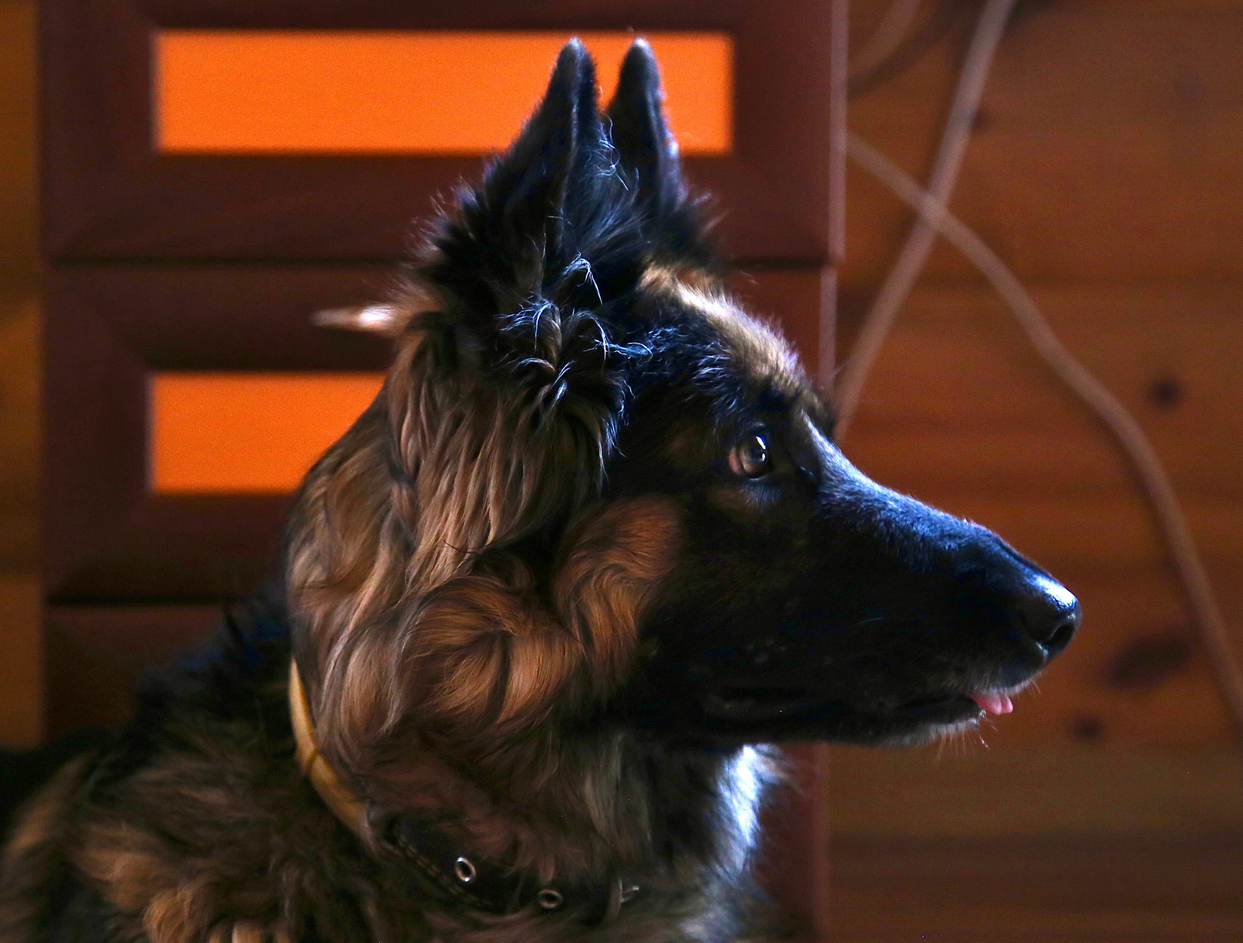 Съемка животных. Фотограф-режиссёр Майя | Москва