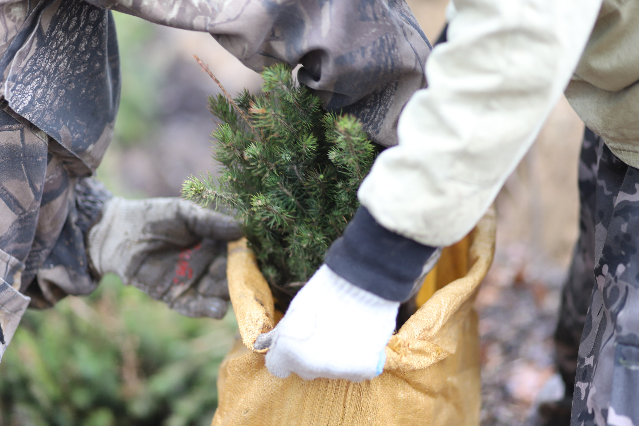 Siberian wellness «100 Га от нас — планете»