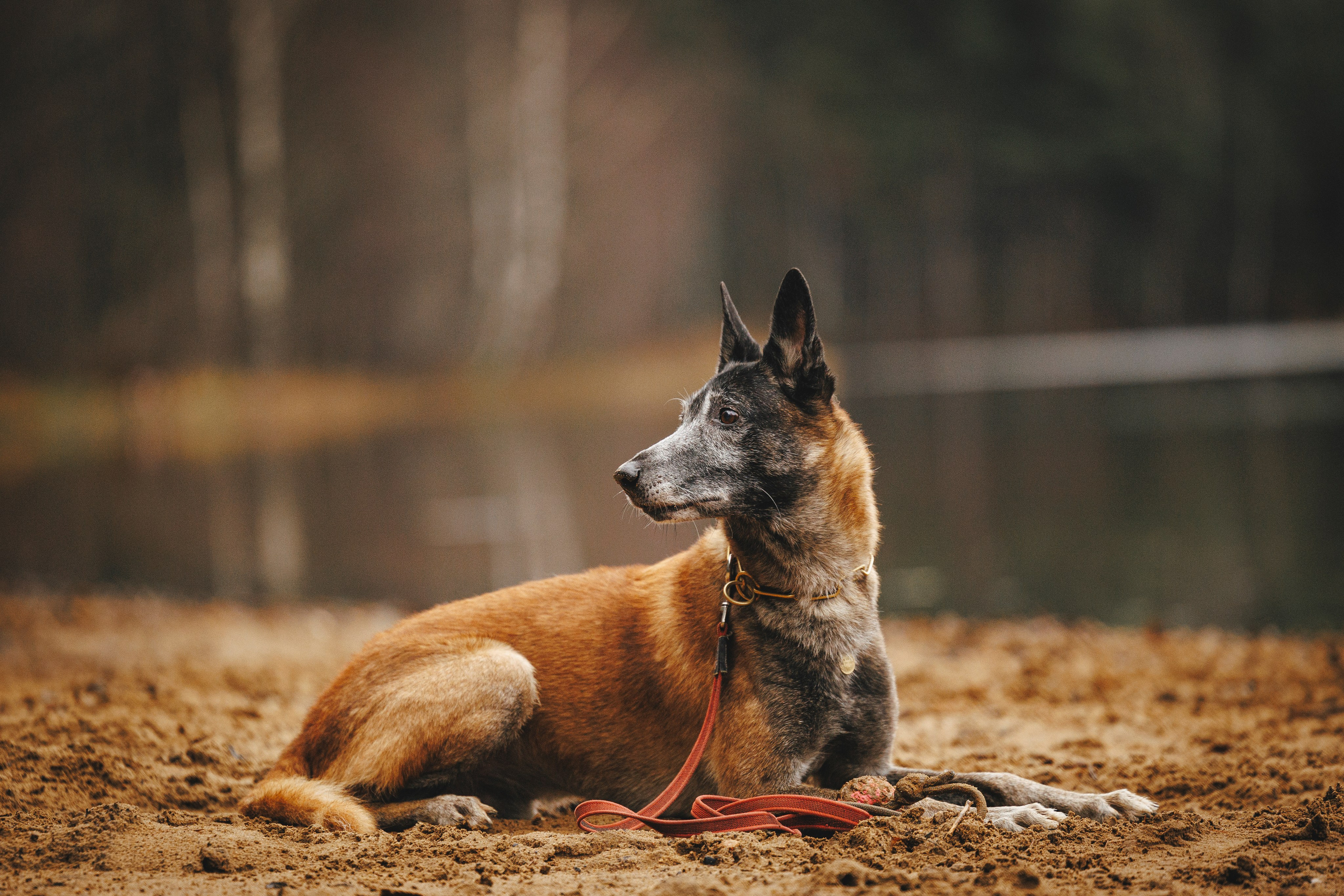 Омен, Айс и Рицу. Фотограф-анималист Анна Маринич