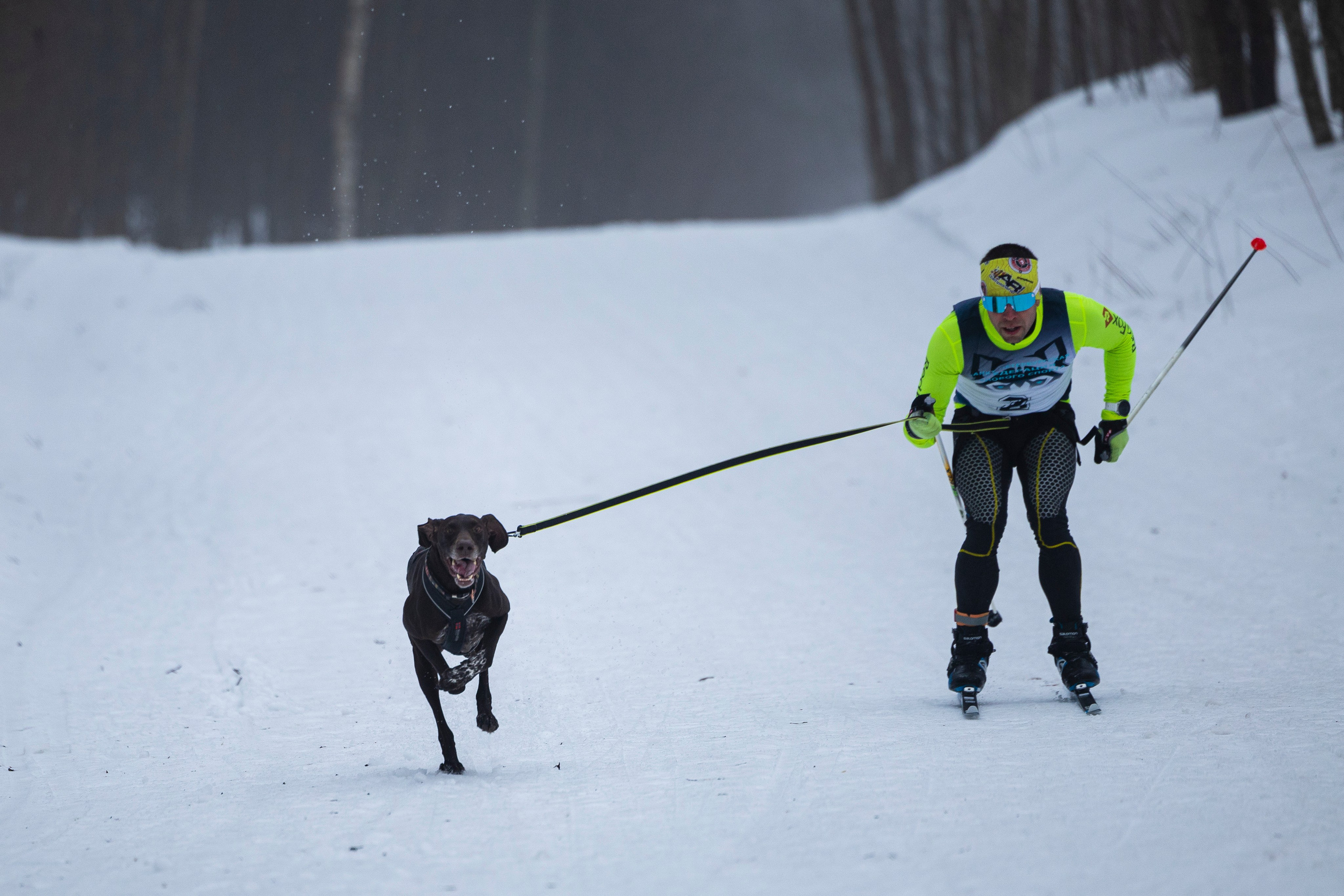 Зимний Чемпионат Санкт-Петербурга по ездовому спорту. Фотограф-анималист Анна Маринич