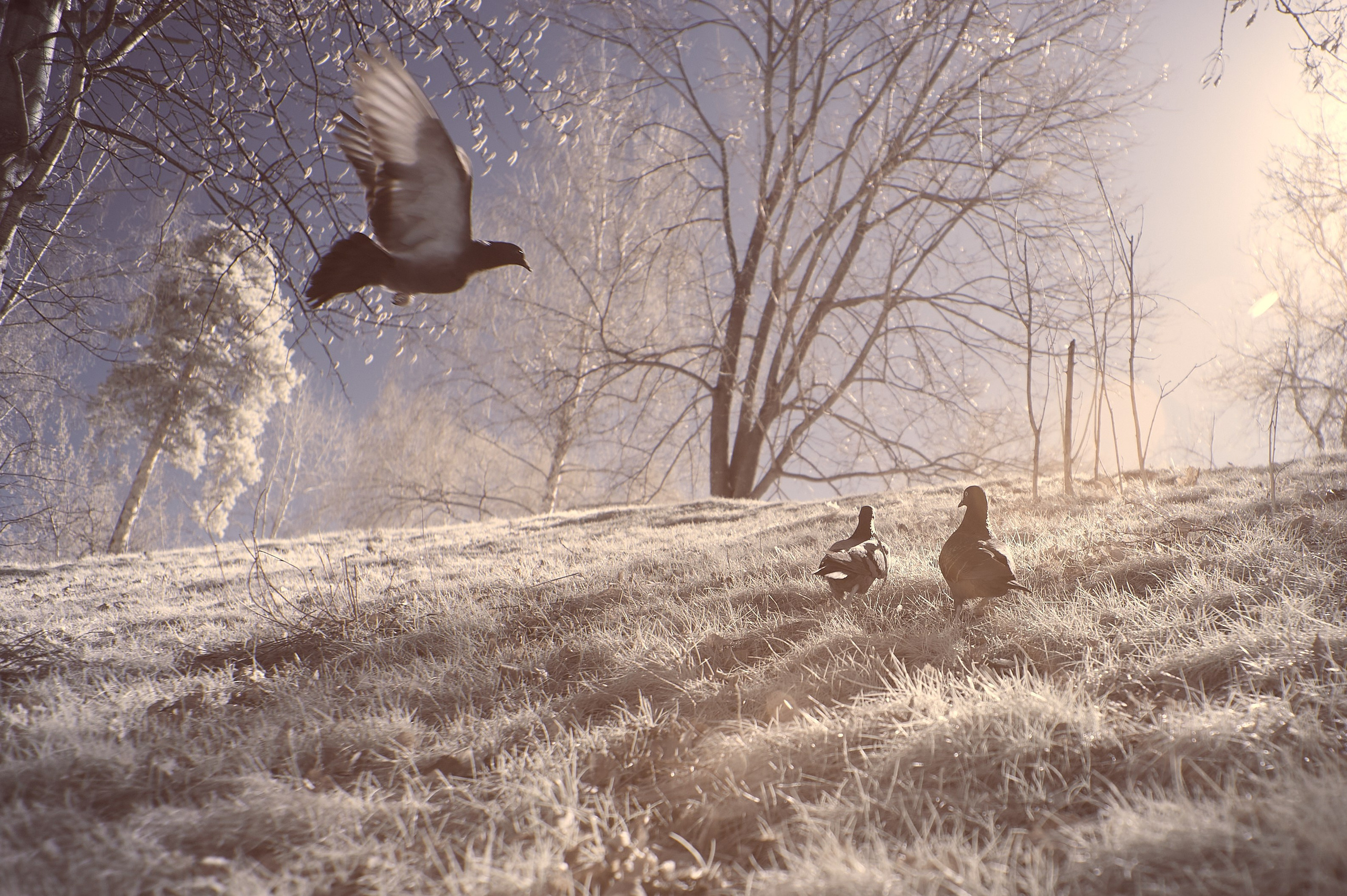 Infrared Photography. Solofilms