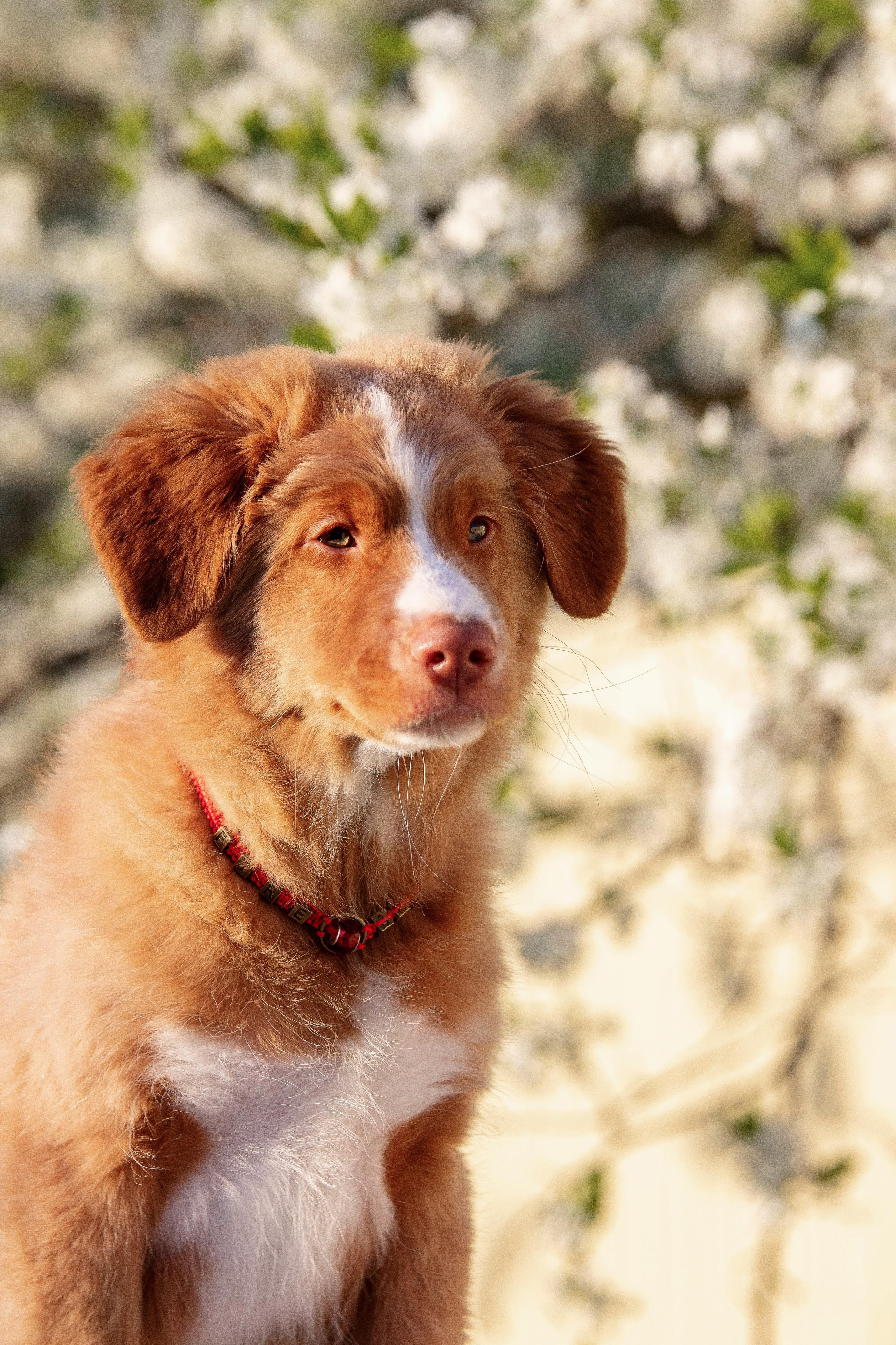 Новошотландский ретривер. Юлия Микульская. Рыбинск