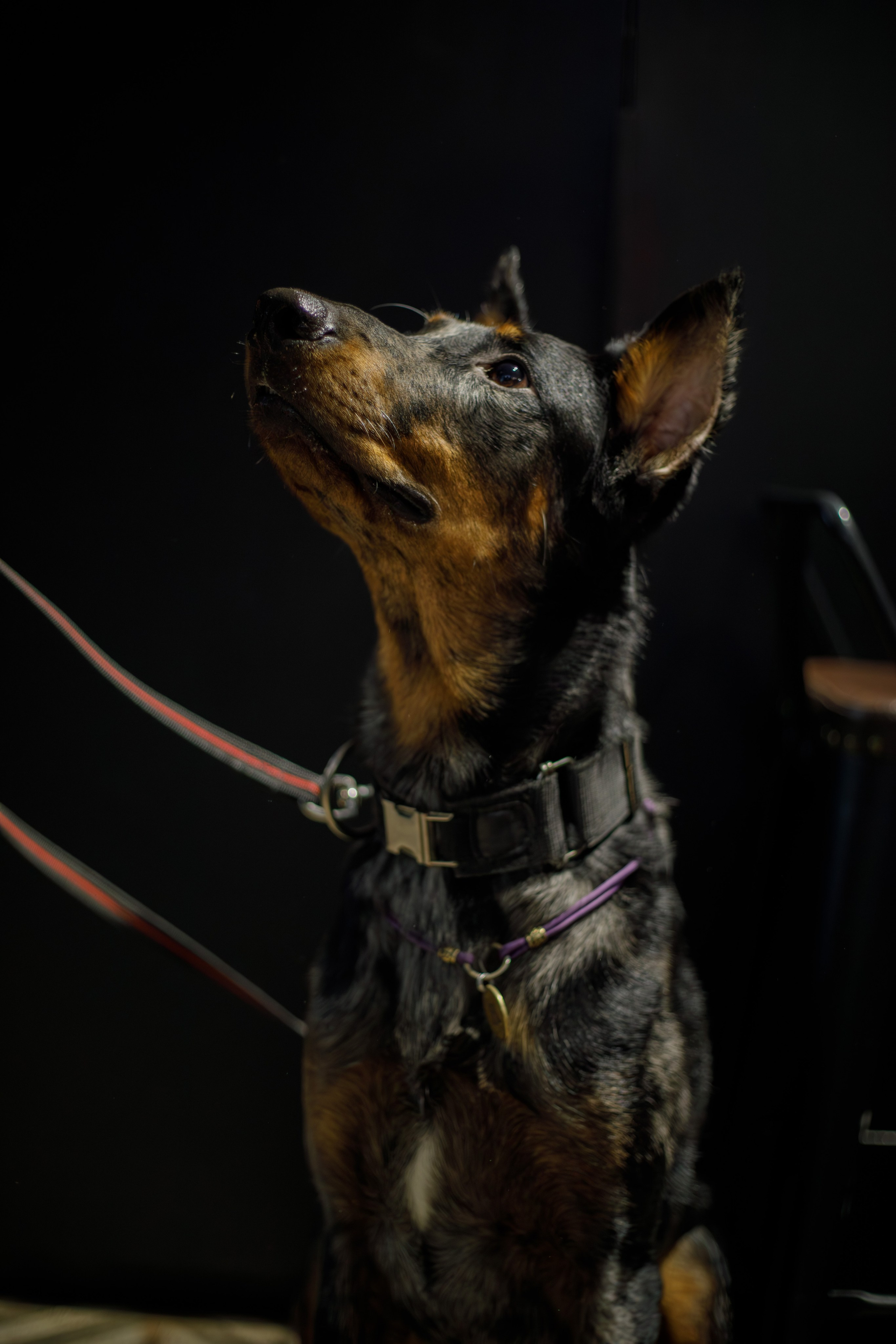 Андрей и Олимп. Фотограф Екатерина Козловская