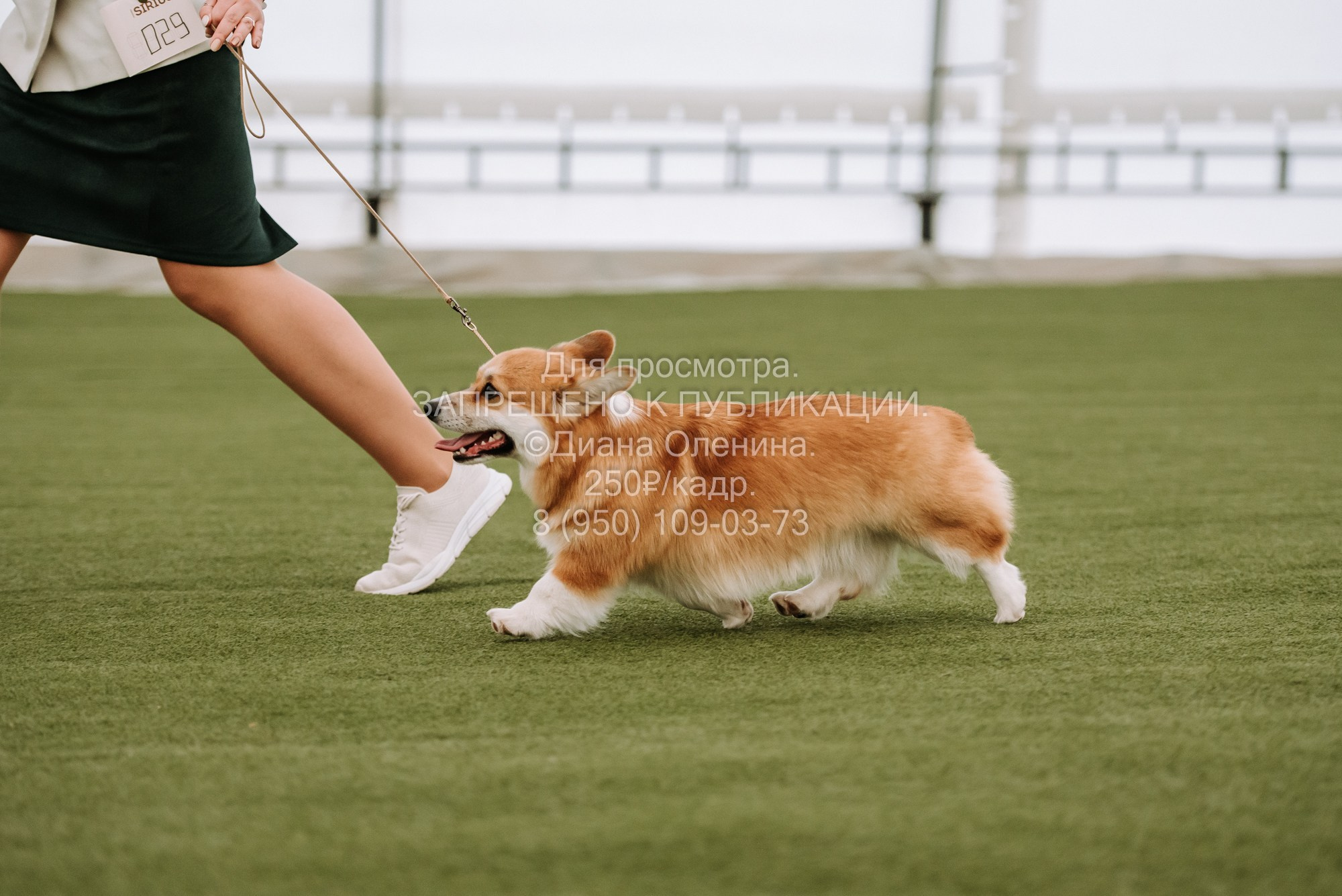 Выставка собак Красноярск 2.06. Фотограф Диана Оленина Красноярск / Братск