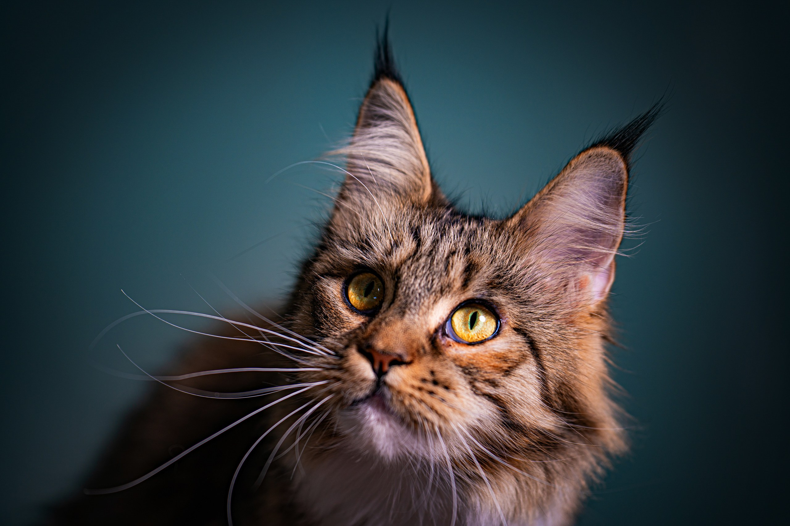 Животные. Профессиональный фотограф в Волгодонске Алексей Рубашевский