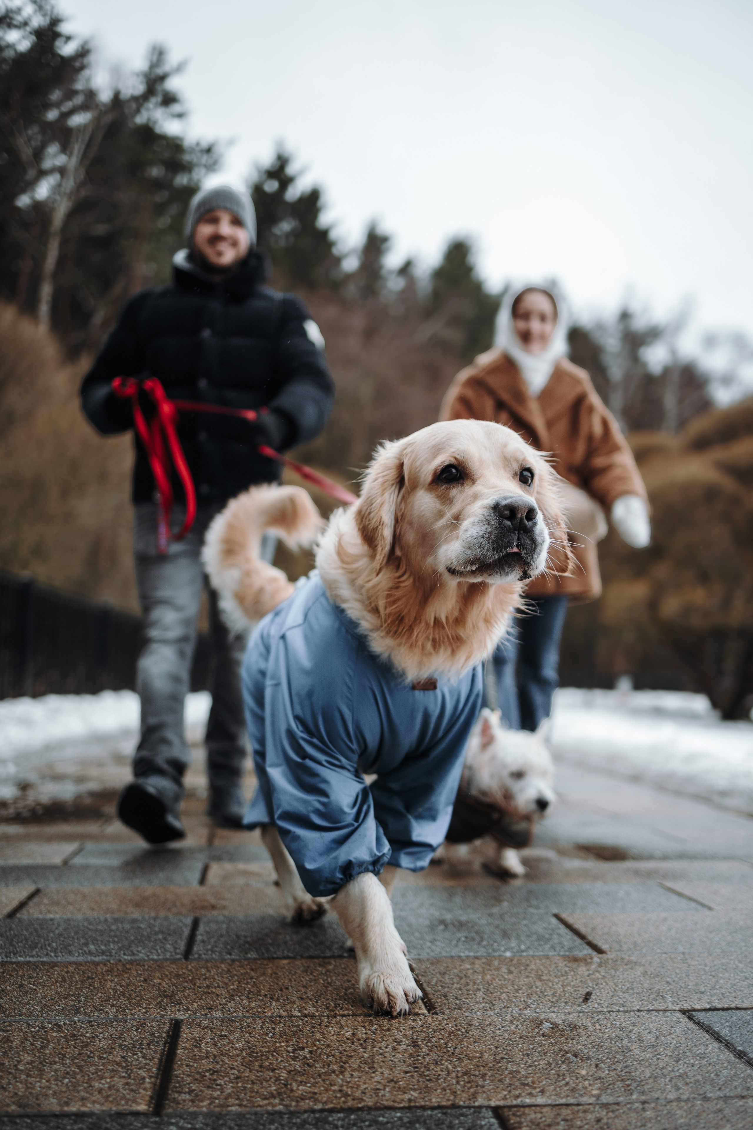 Шелби, Ватсон и ребята. Фотограф — Анималист | Санкт-Петербург