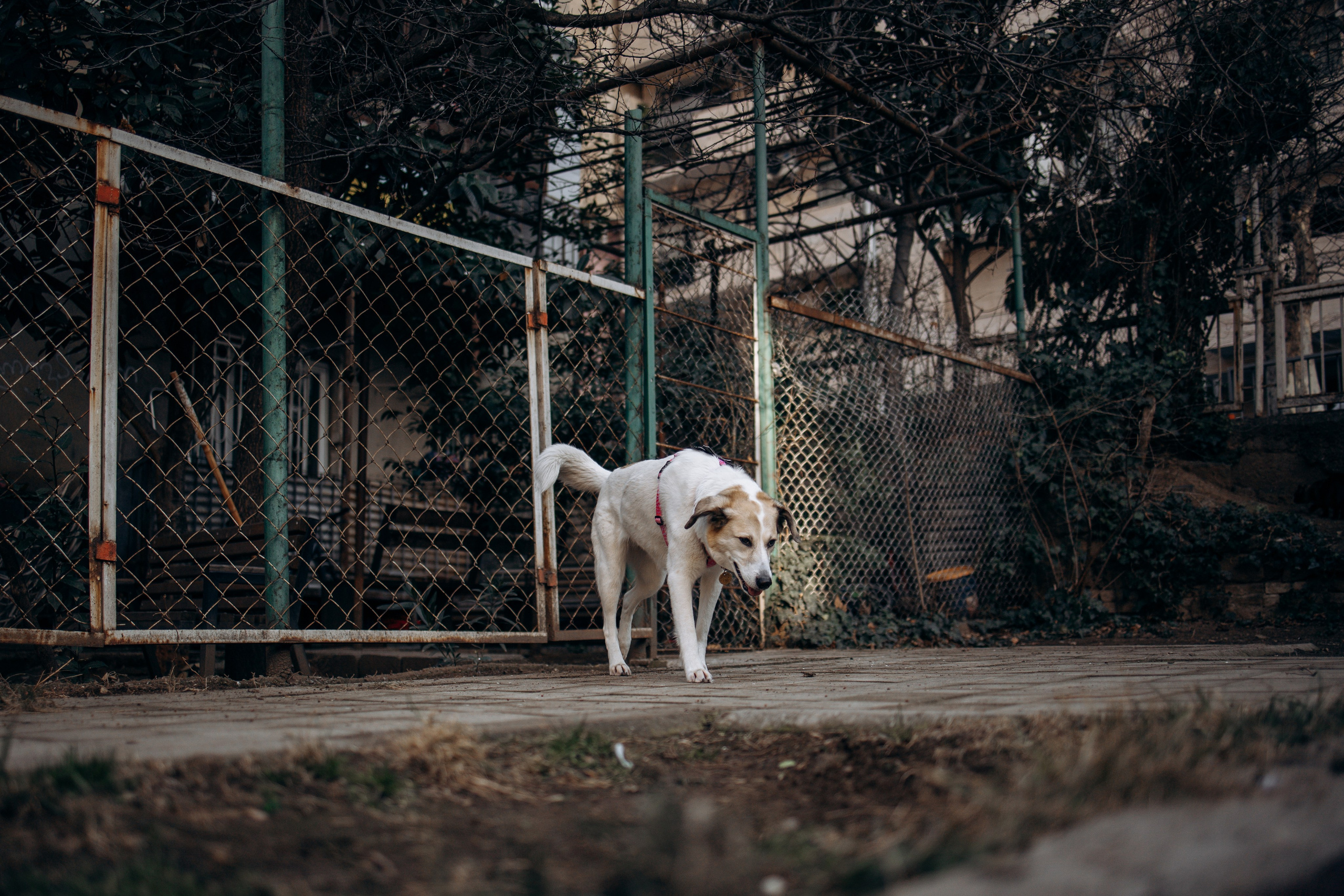 Саша и ее хвосты. Фотограф — Анималист | Санкт-Петербург