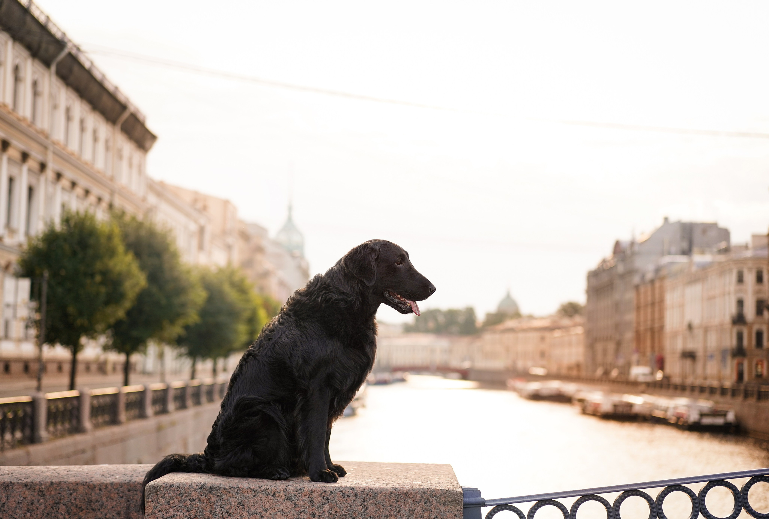 Анна и Мустик. Фотограф-анималист в Санкт-Петербурге Яна Мартынова
