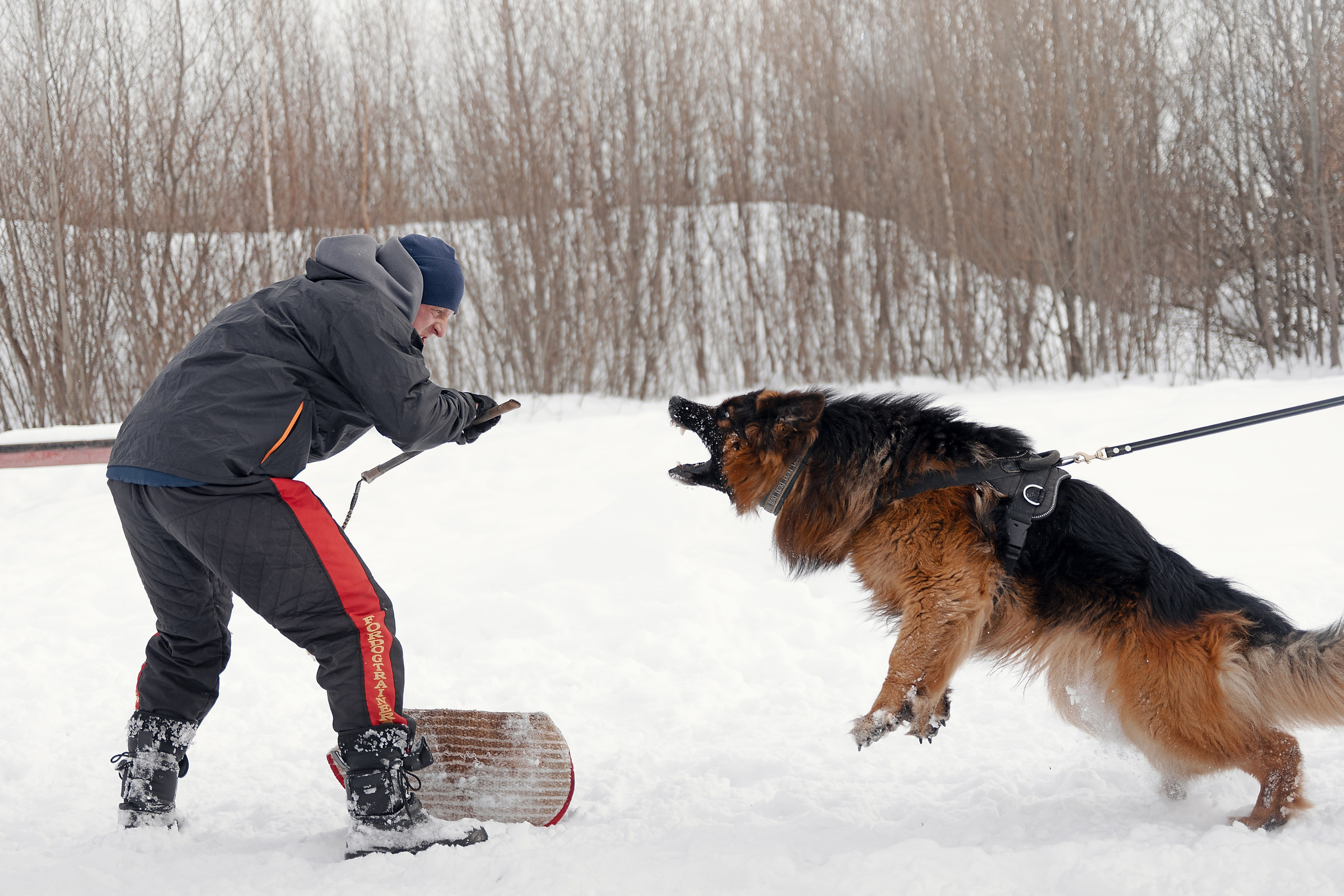 Репортажная съемка. Фотограф-анималист Нижний Новгород
