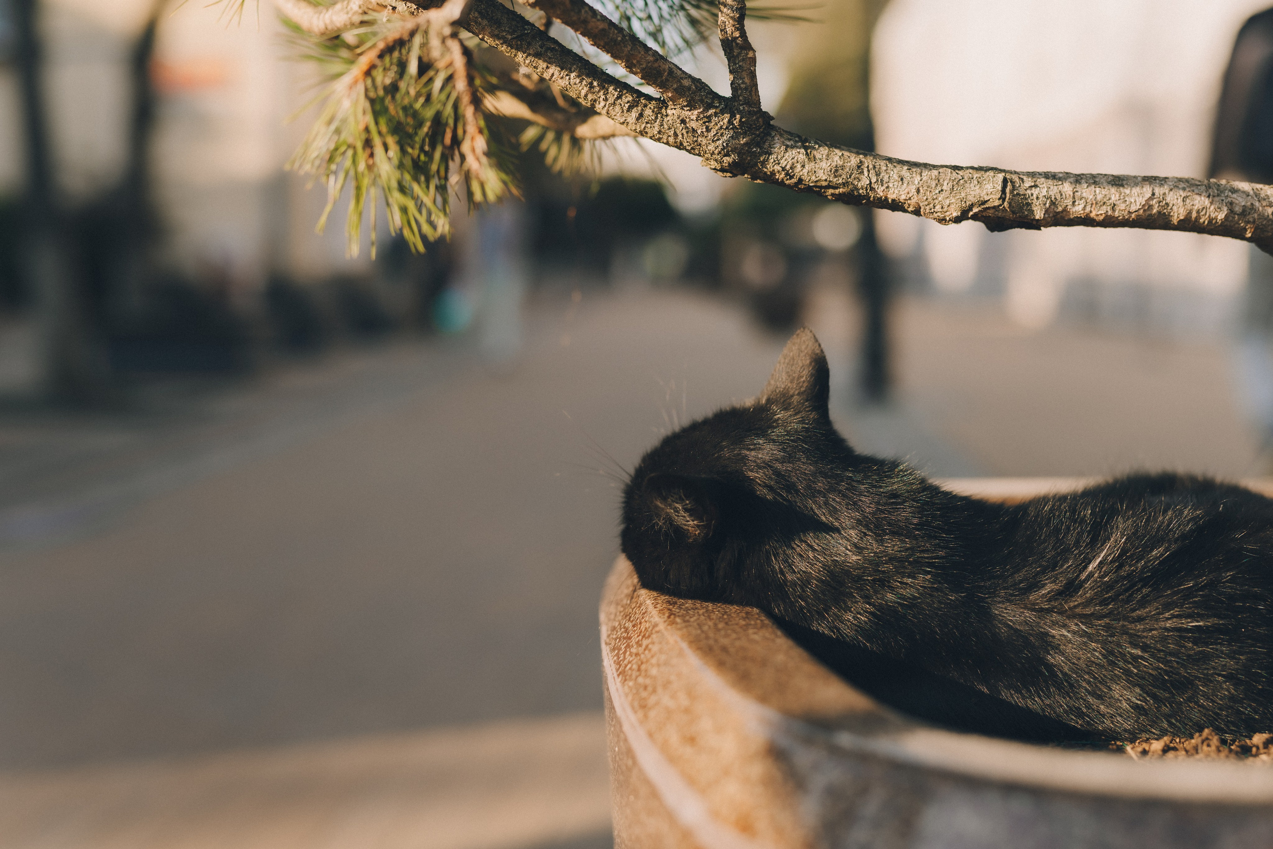 Коты Зеленоградска. Фотограф Зеленоградск Красильникова Елена