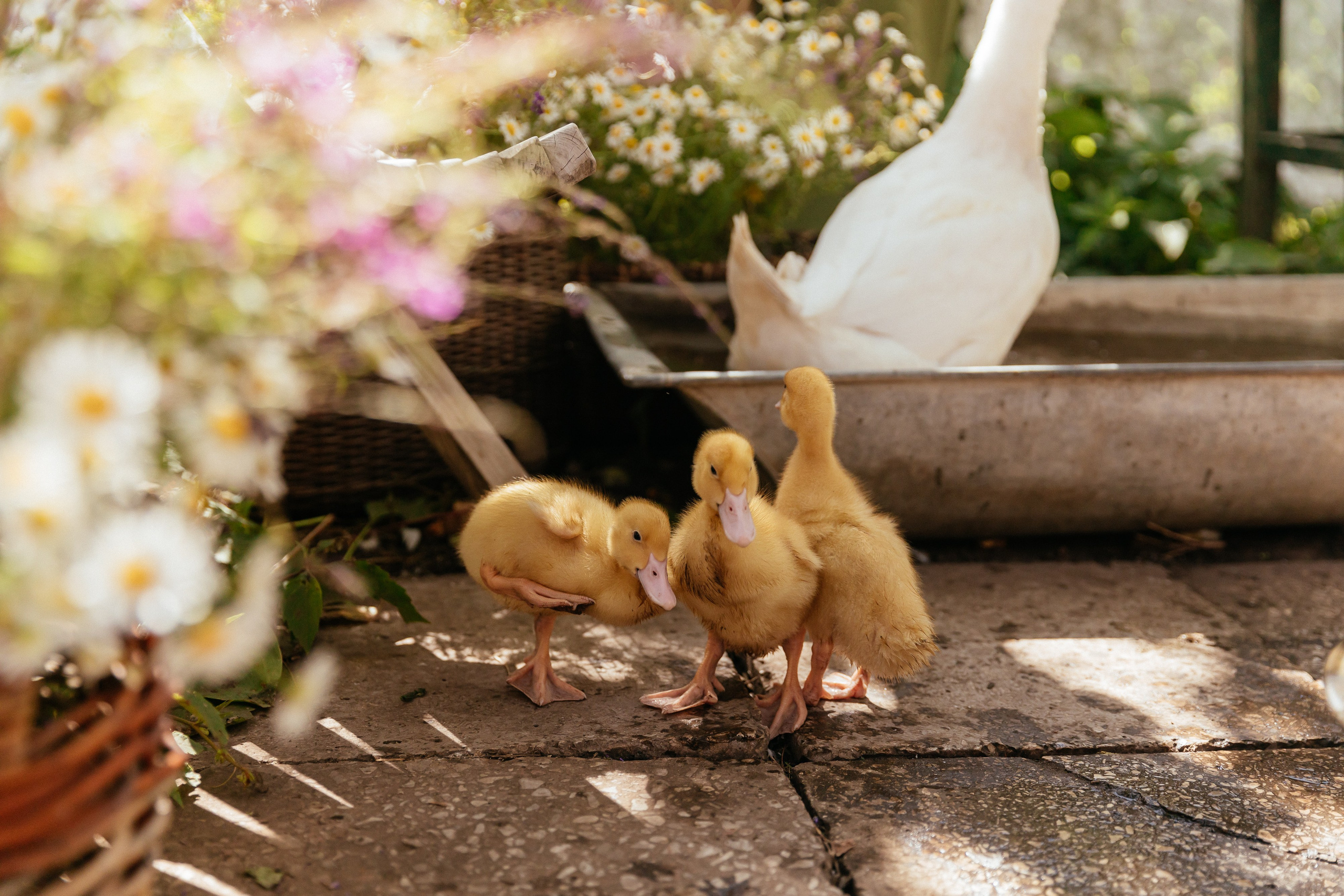 Диковинка Дача. Камилла — свадебный и женский фотограф в Саратове