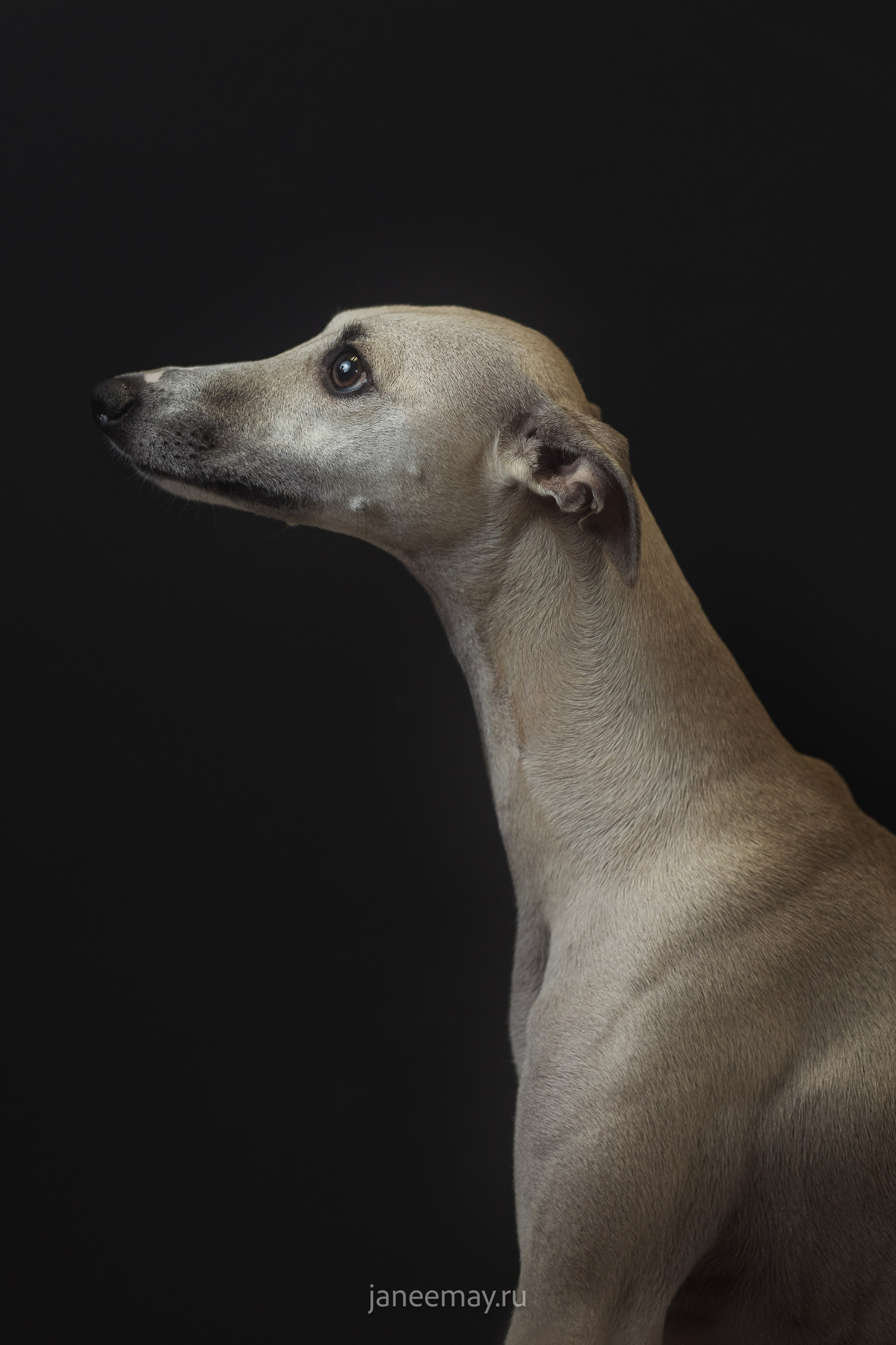 Малыши уиппеты Великбековых. Фотограф анималист в Москве Майорова Евгения