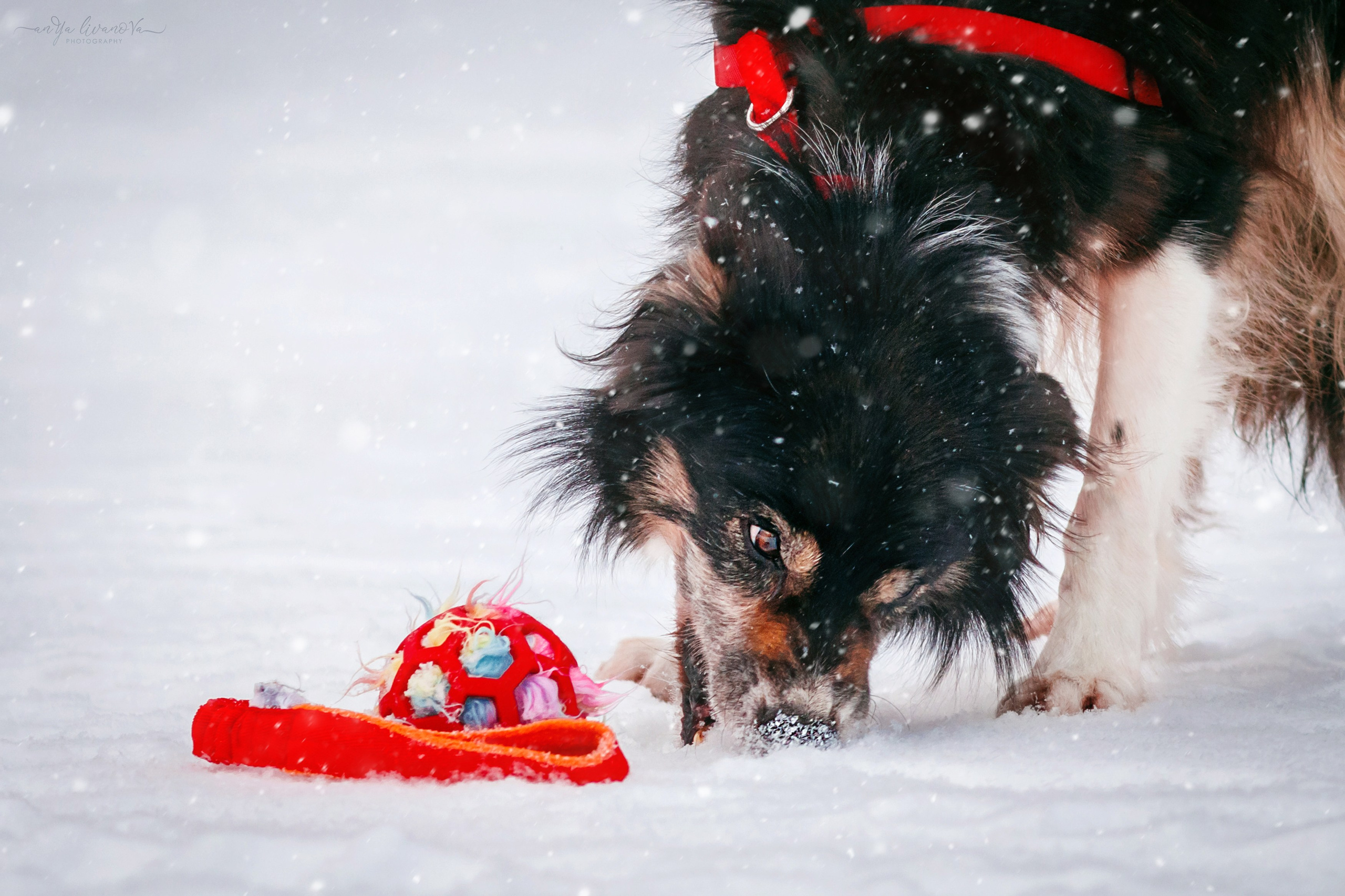 Рокки. Фотограф анималист Аня Ливанова | Рыбинск