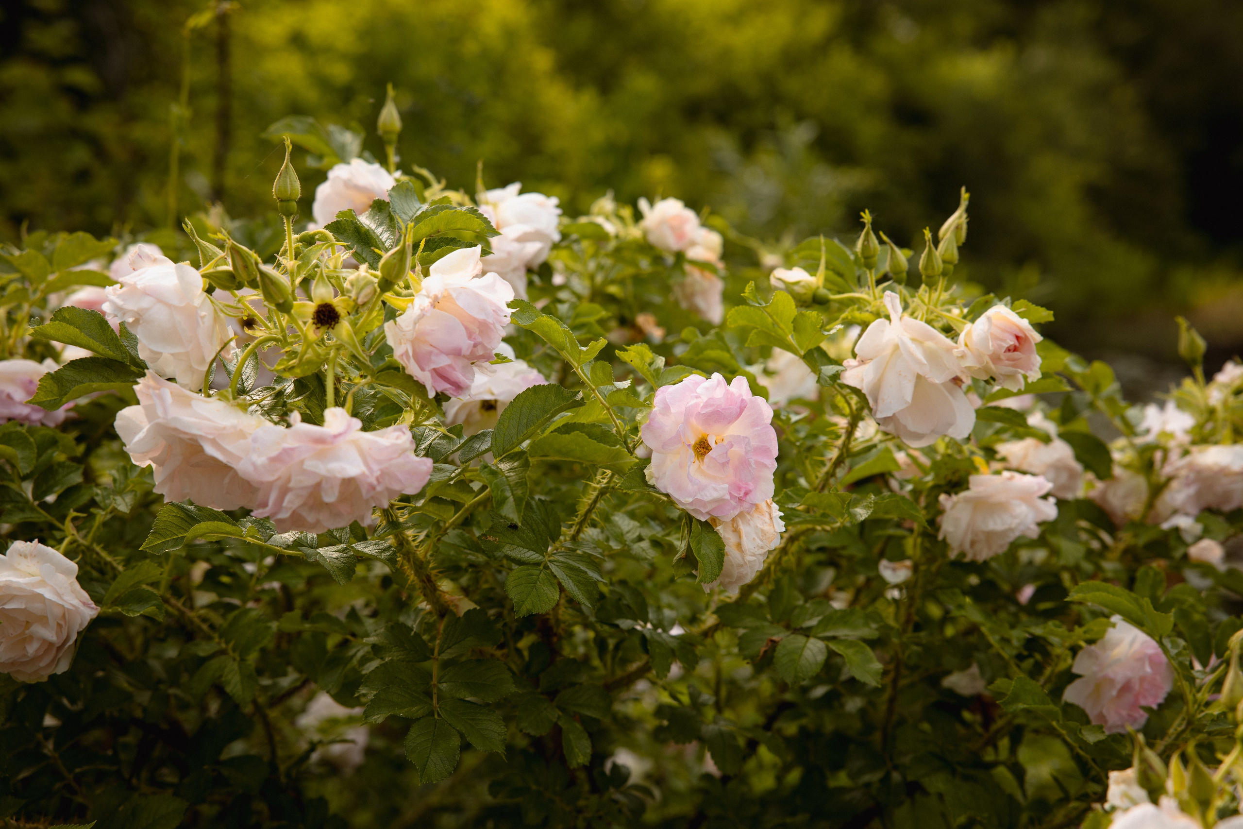 Настя с сыном у Alma-Mater. Ваш семейный newborn и lifestyle фотограф в СПБ Наталья Журавлева